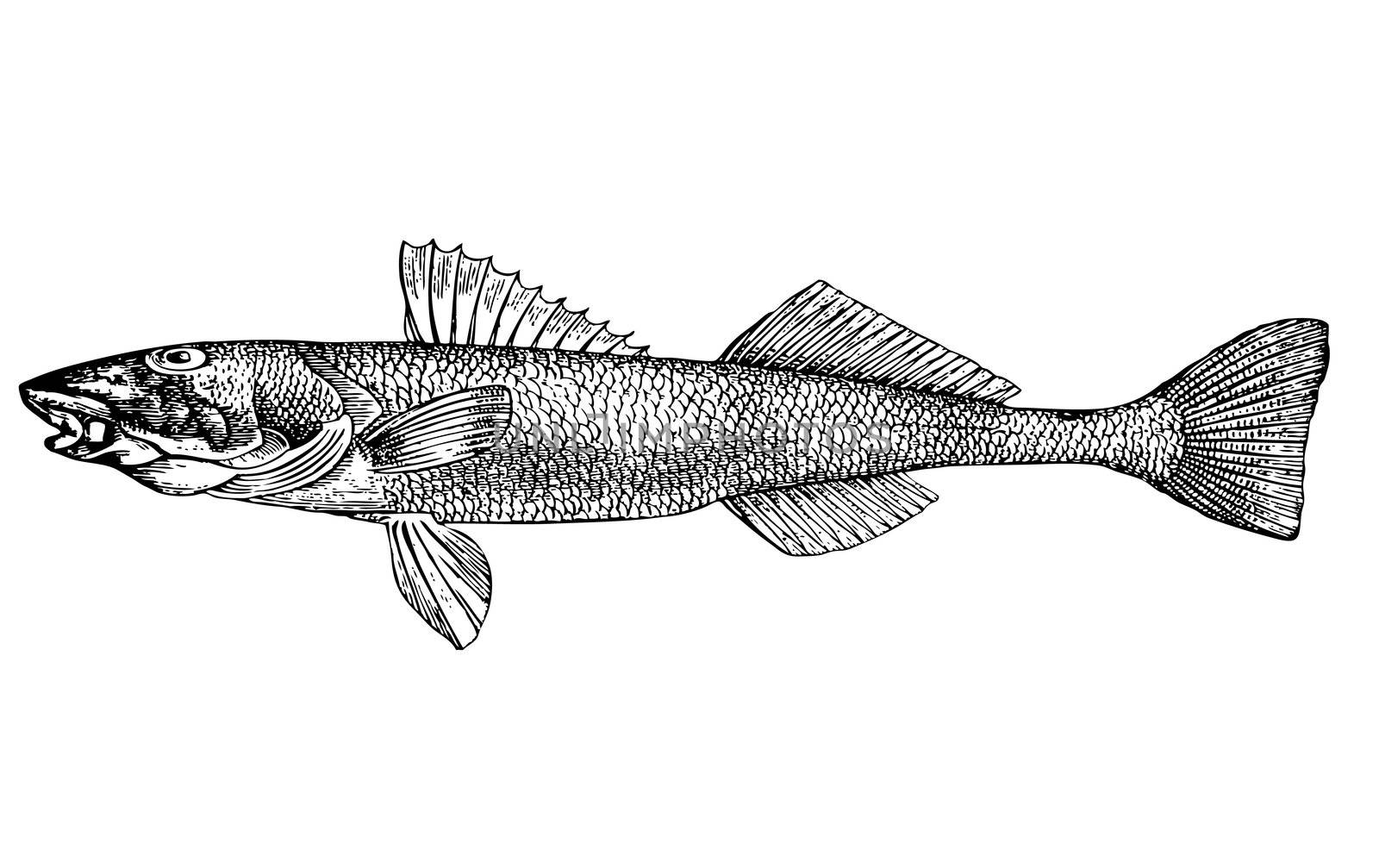 Fish Aspro zingel (latin) Illustration. by selhin