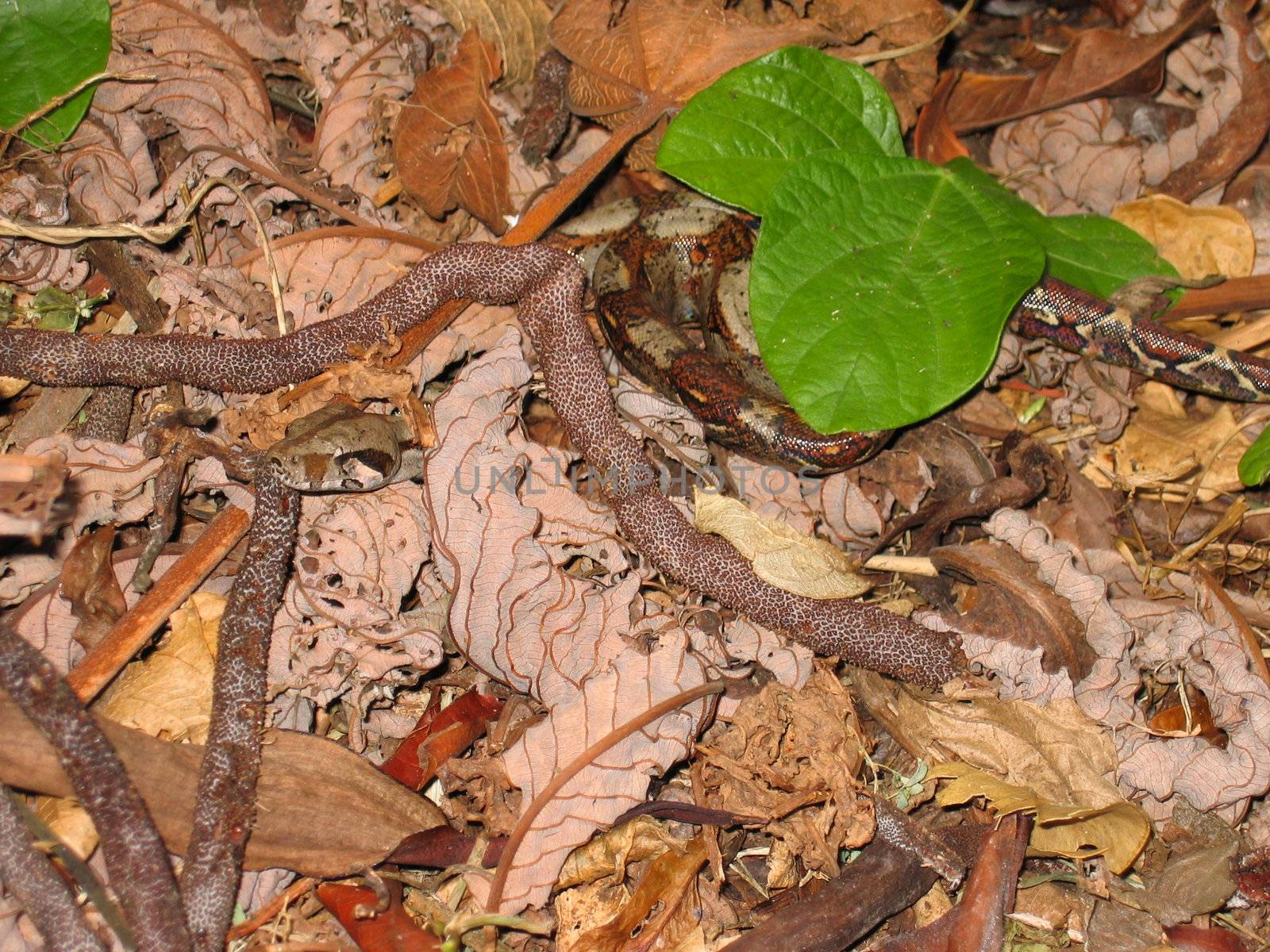 very good camouflage of a python snake hidden in the leaves 