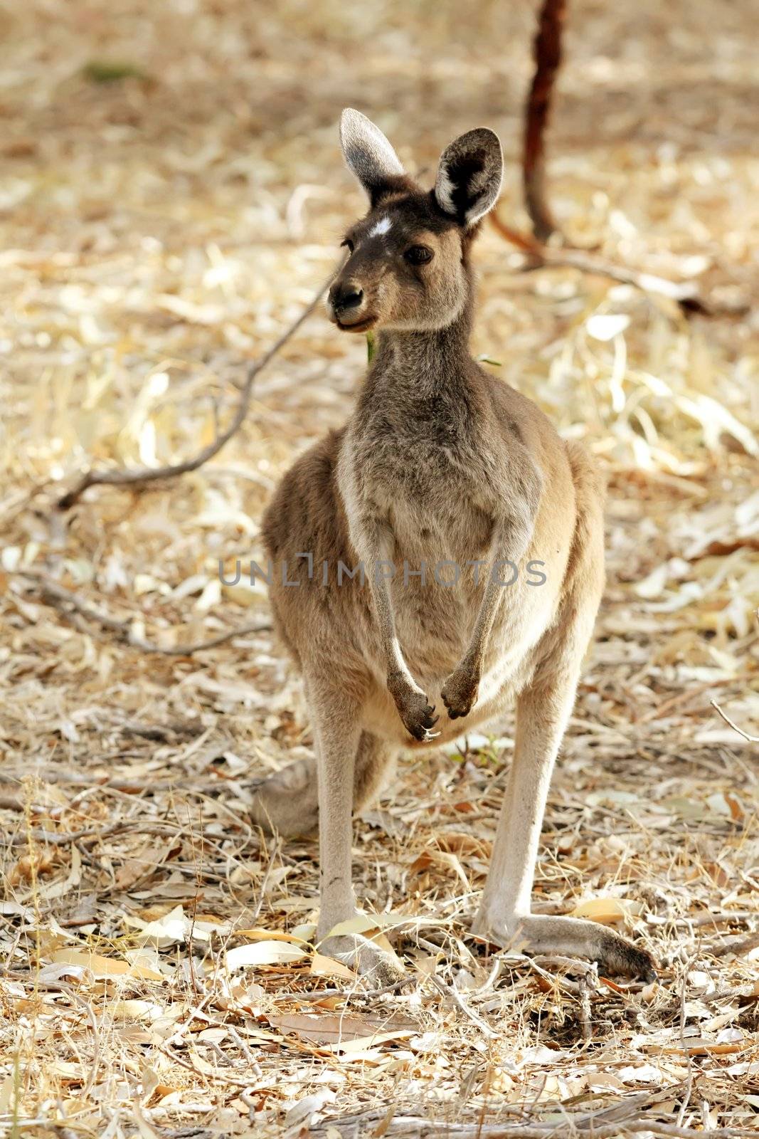 Cute Young Kangaroo Taken in the Wild