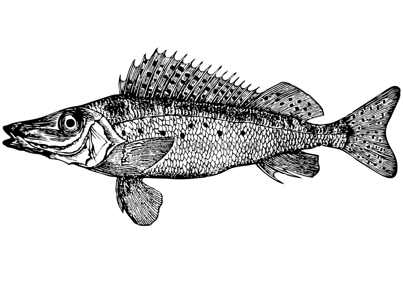Illustration. For that what to draw and describe the given figure it would be necessary to read through and see many magazines and books. Fish is different from an ordinary body and ruff long winter, petty scales. In front a lot spiny fin rays. Color body pale, yellow. Belly white. On the sides of the body dark spots. Weight approximately 80-190 grams. The length of about 20 centimeters. Habitat fast-moving river of warm water.