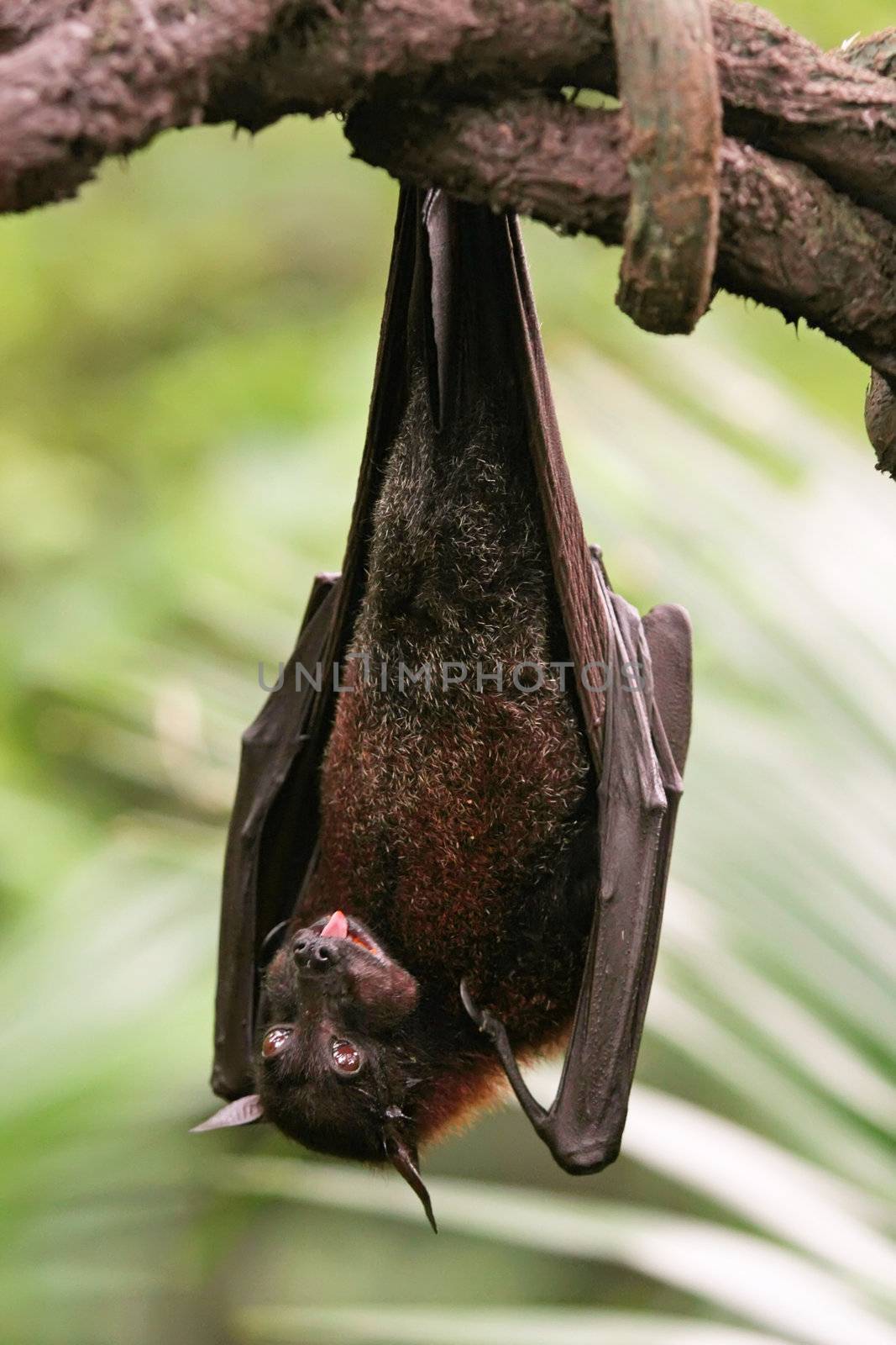 Bat Hanging Upside Down on Branch