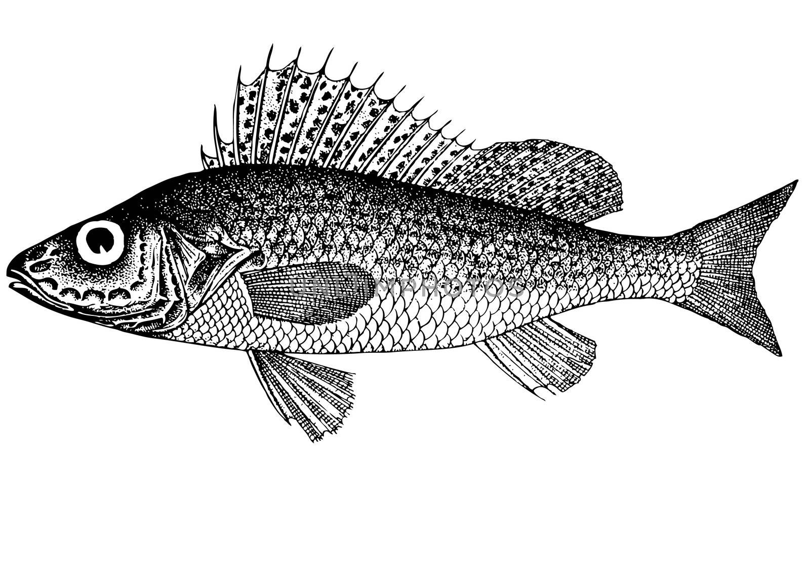 Fish Ruff (Acerina cernua (latin)) Illustration.  by selhin