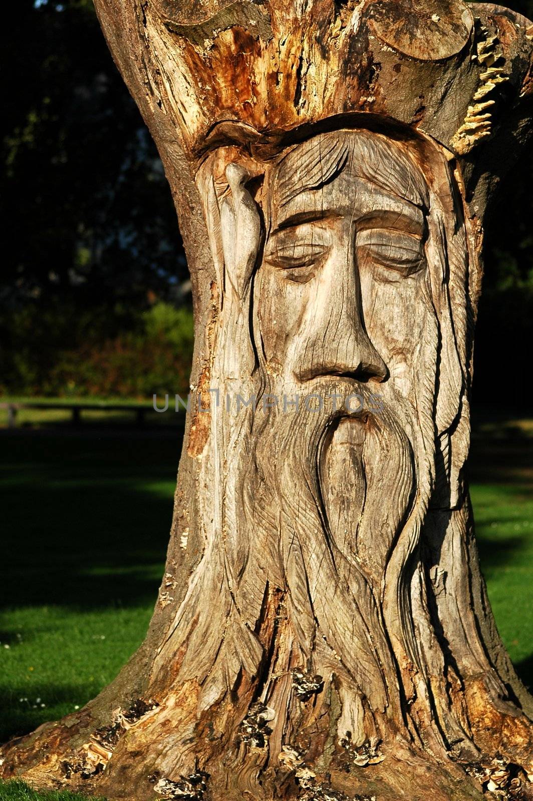 wooden tree sculpture by lehnerda