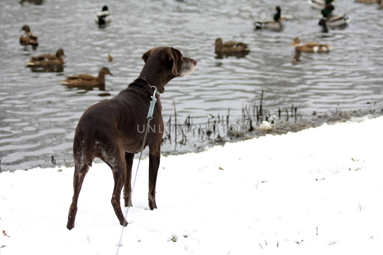 Duck hunting german shorthaired pointer by studioportosabbia