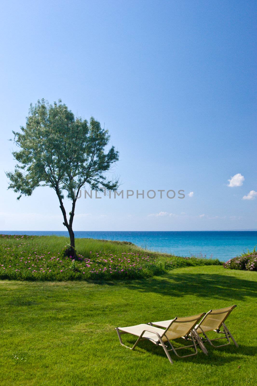 Olive tree and lounge chairs on the beach