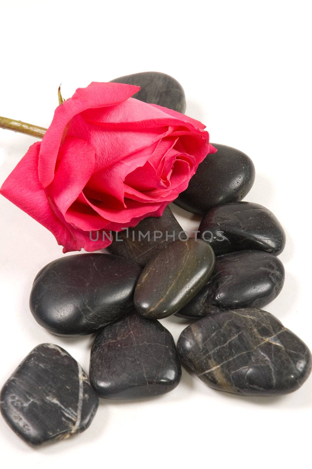 pink rose with spa stones isolated on white