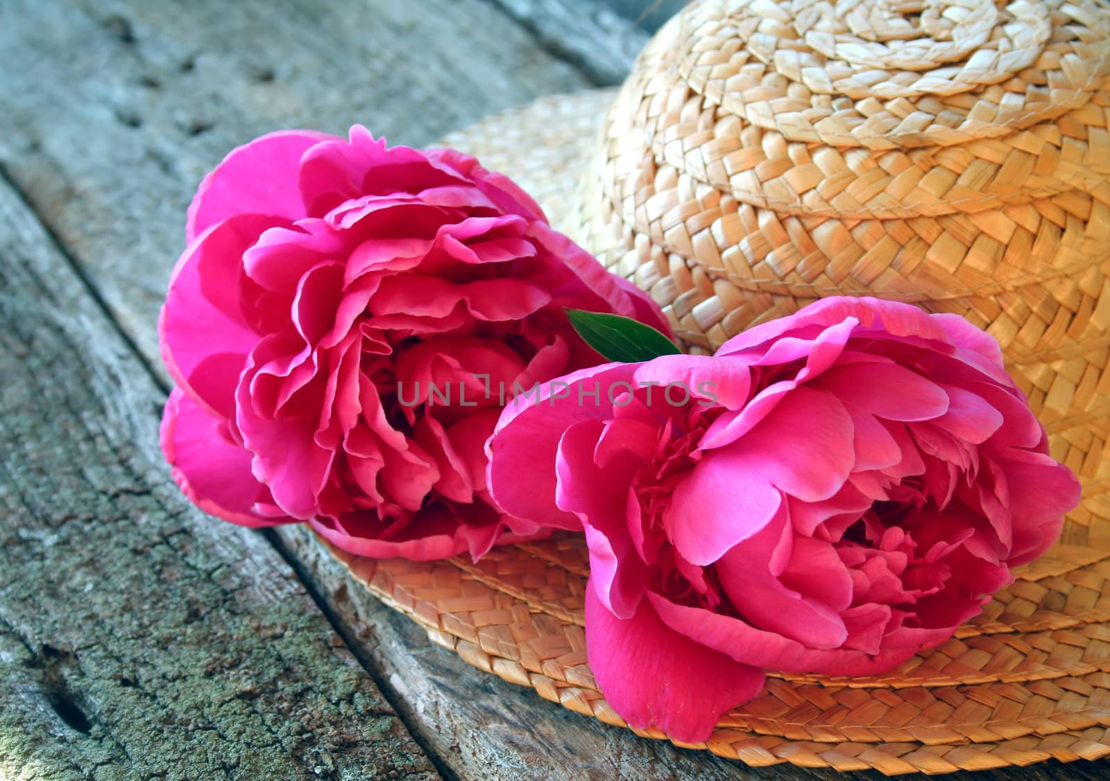Pink Peonies on a womans hat.