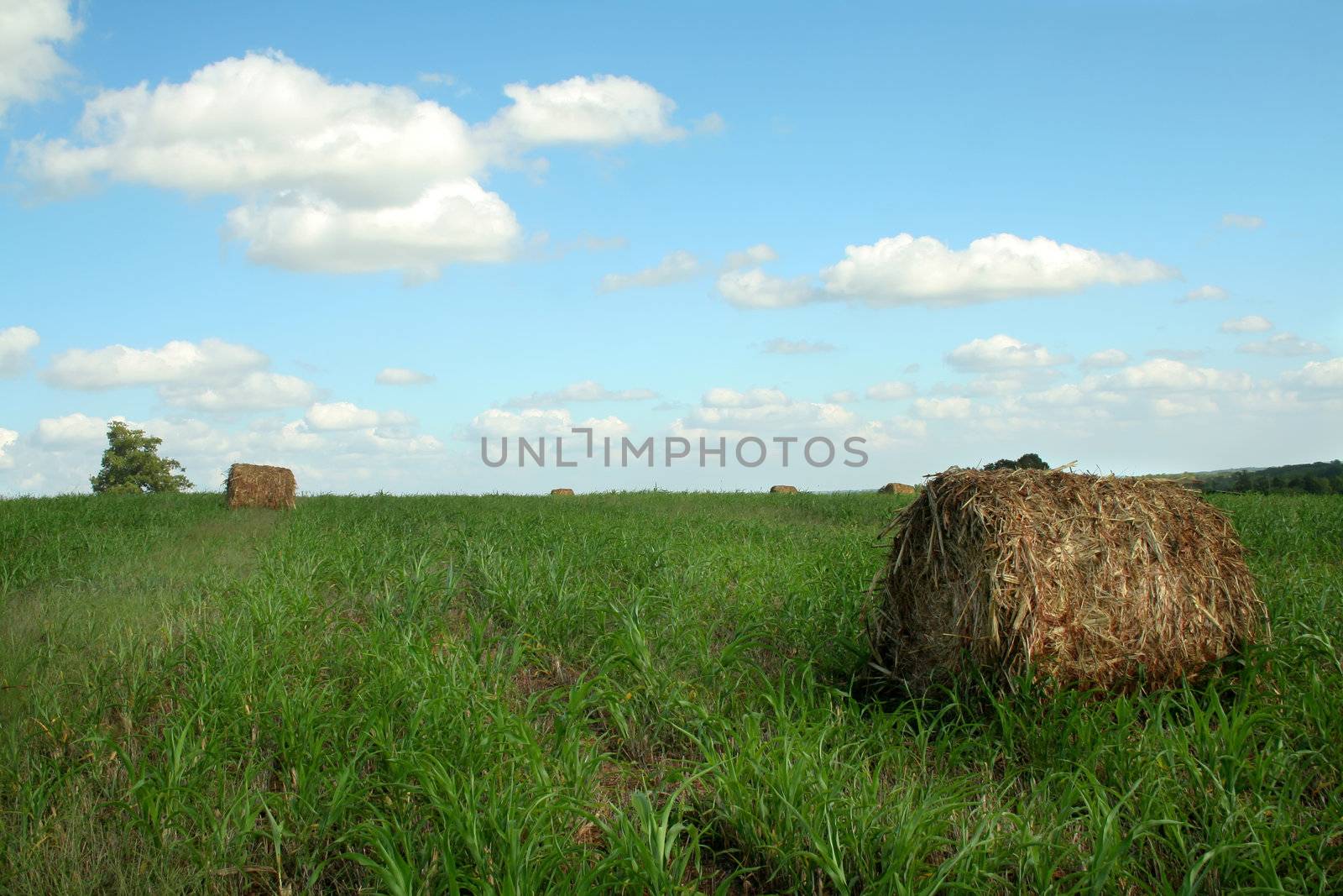 hay bales in a field, on a beautiful summer day.