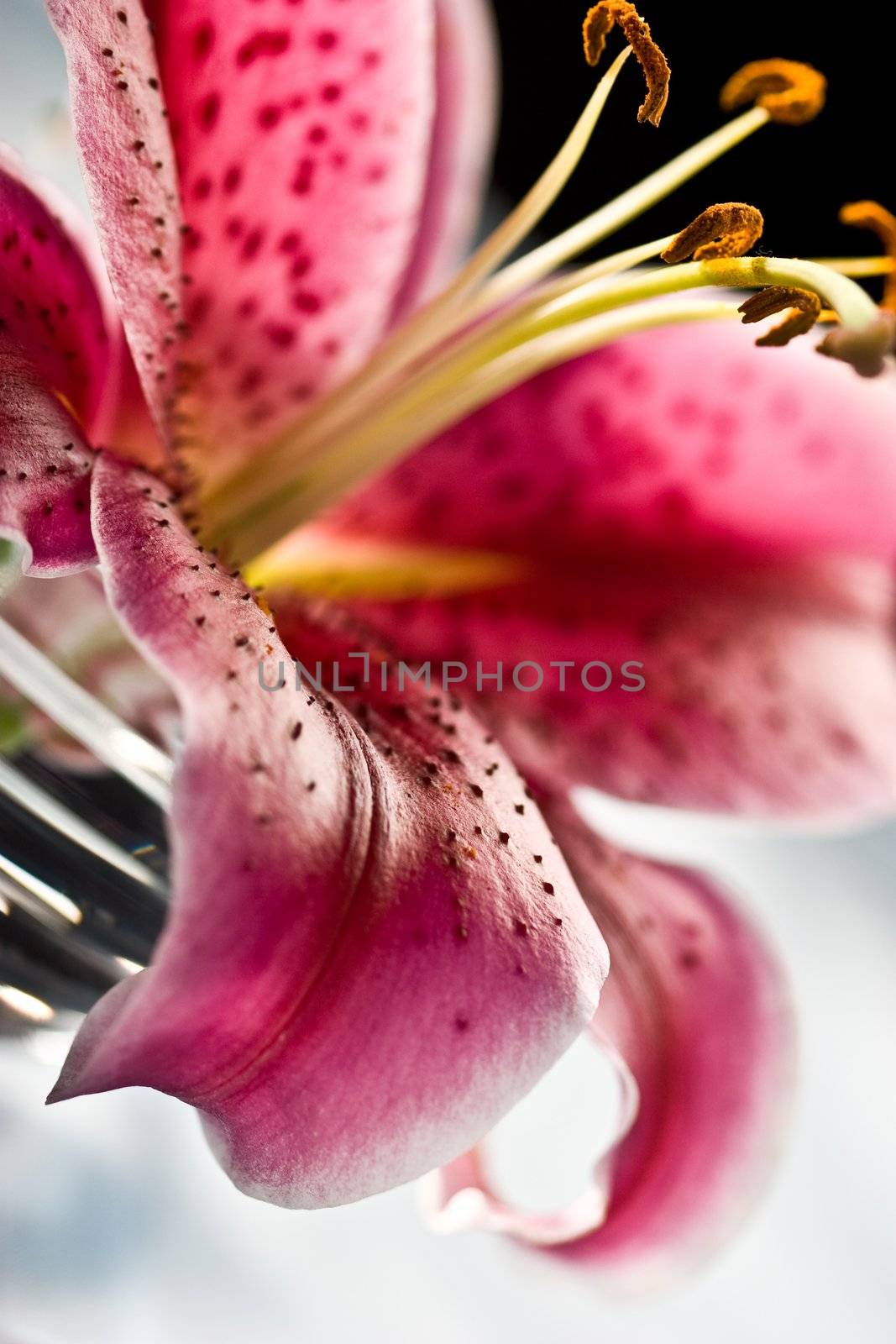 macro picture of pink lily, romantic mood