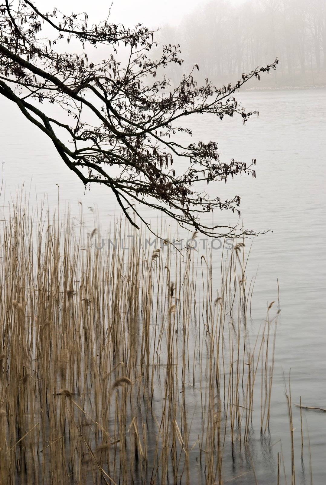 Spring. Morning fog by Severas