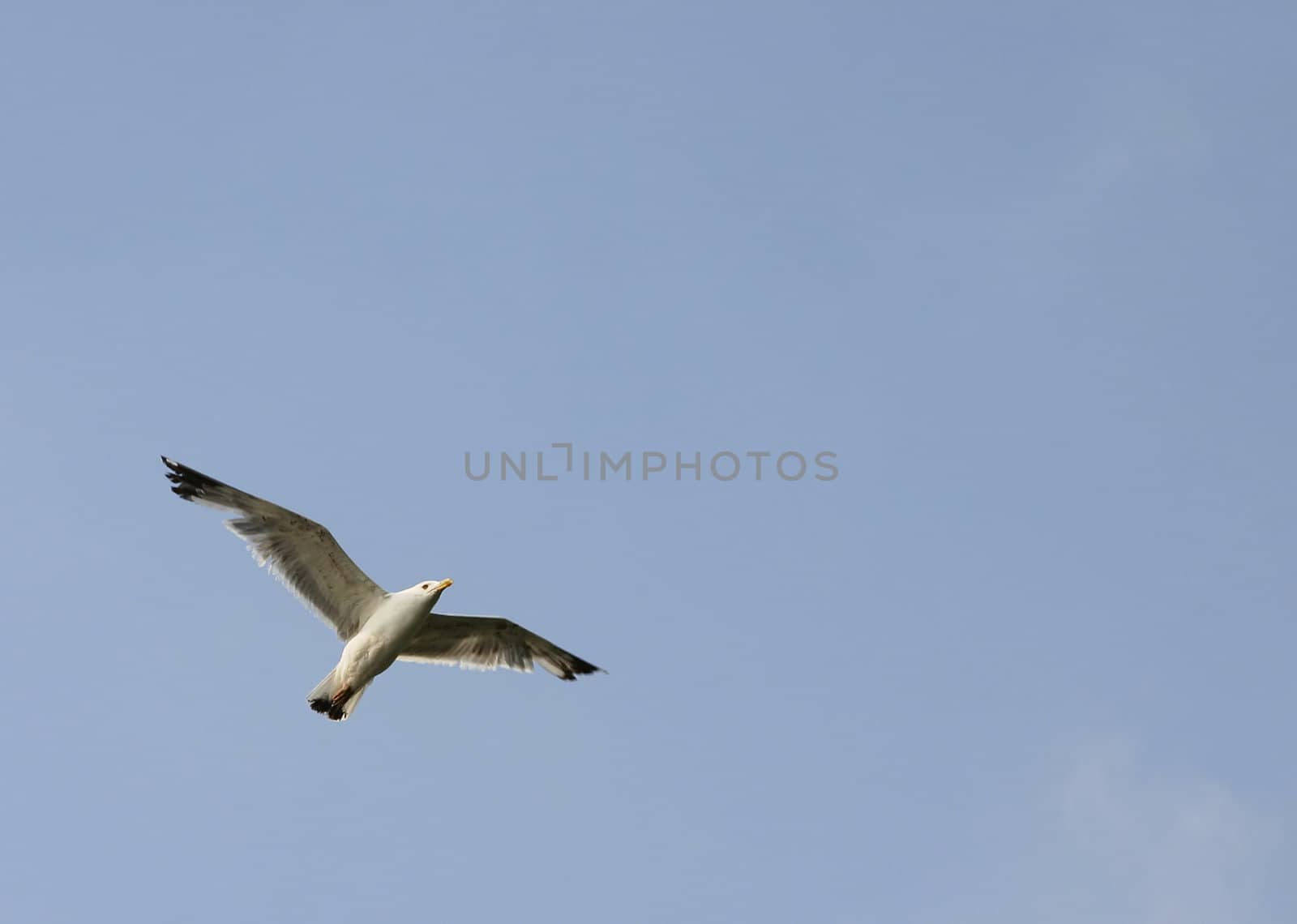soaring bird by Serp