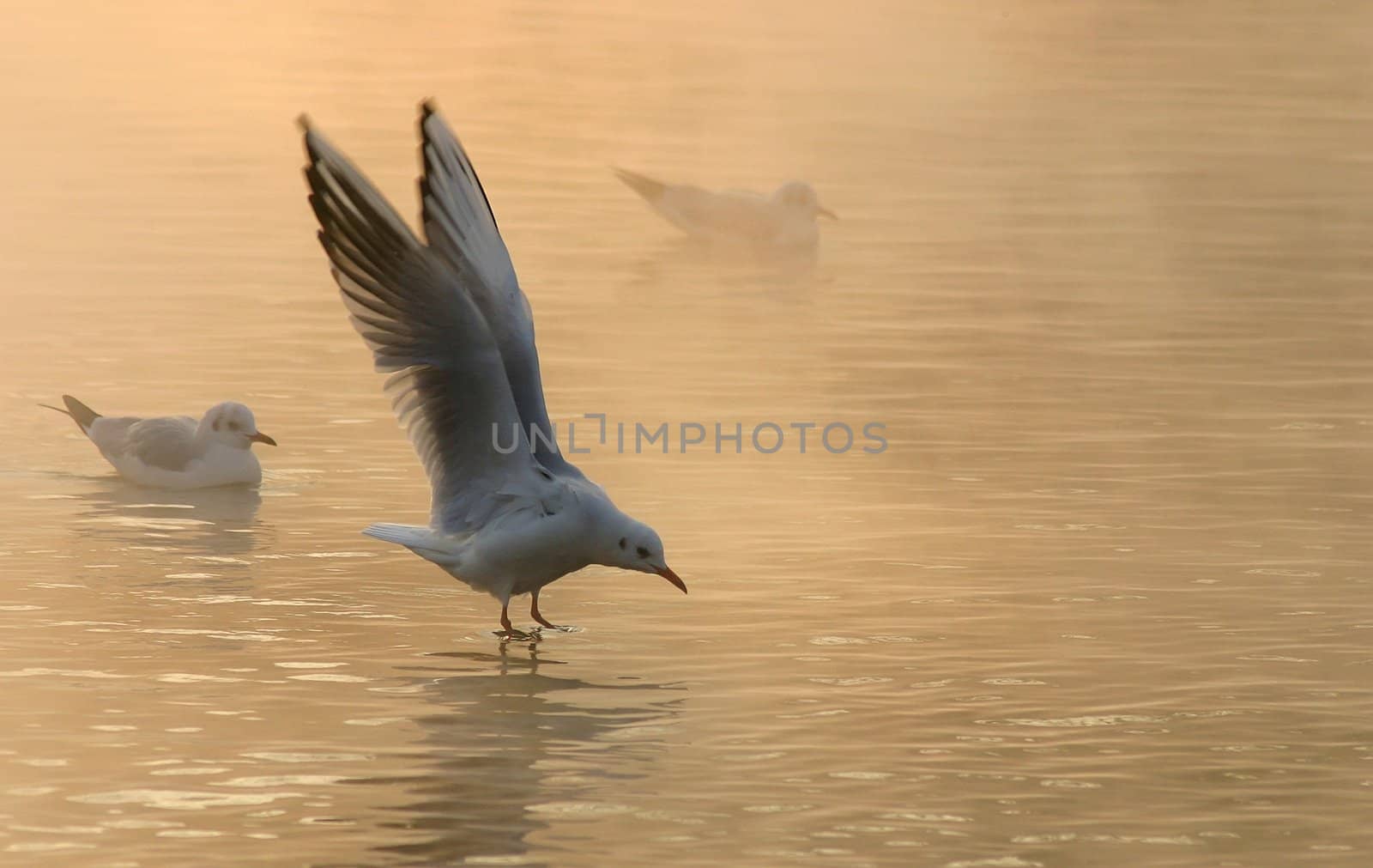 gulls on the water