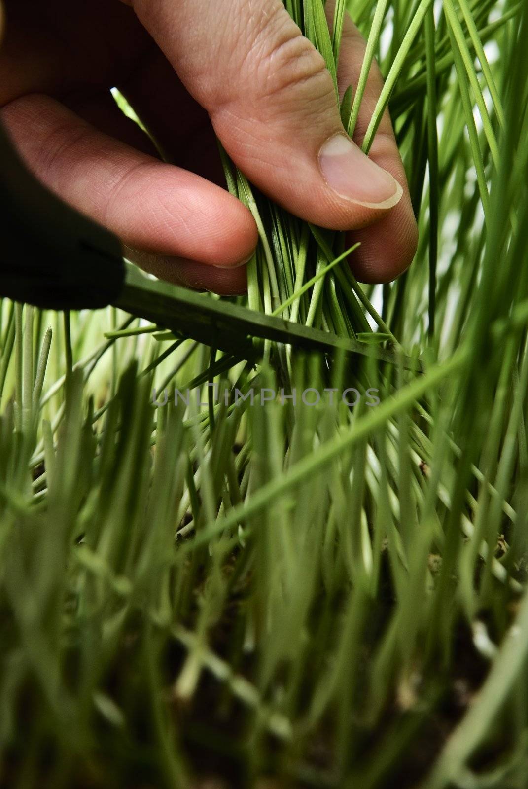 Cutting wheat shoot with scissors. by signum