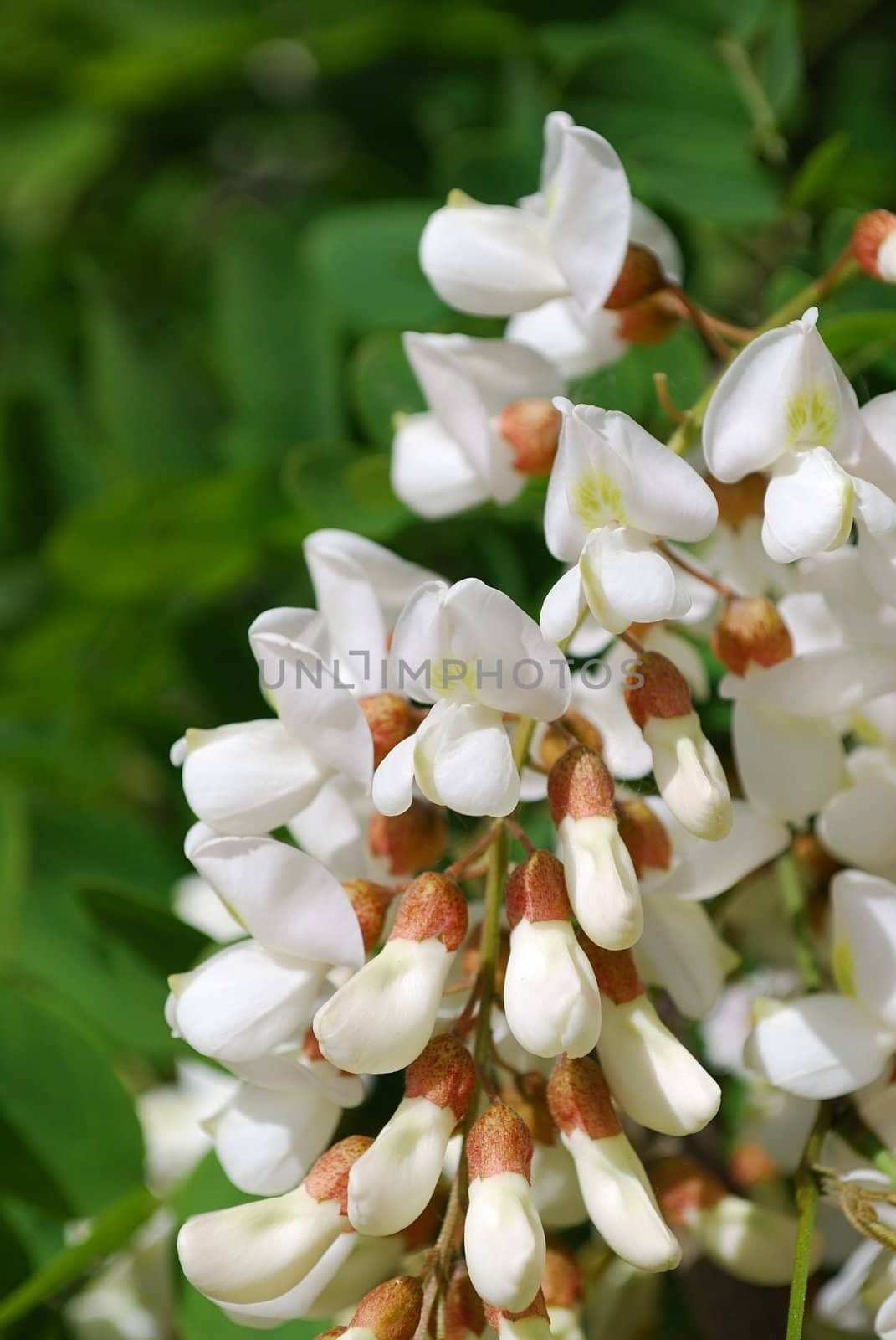 White acacia blossoms, close-up