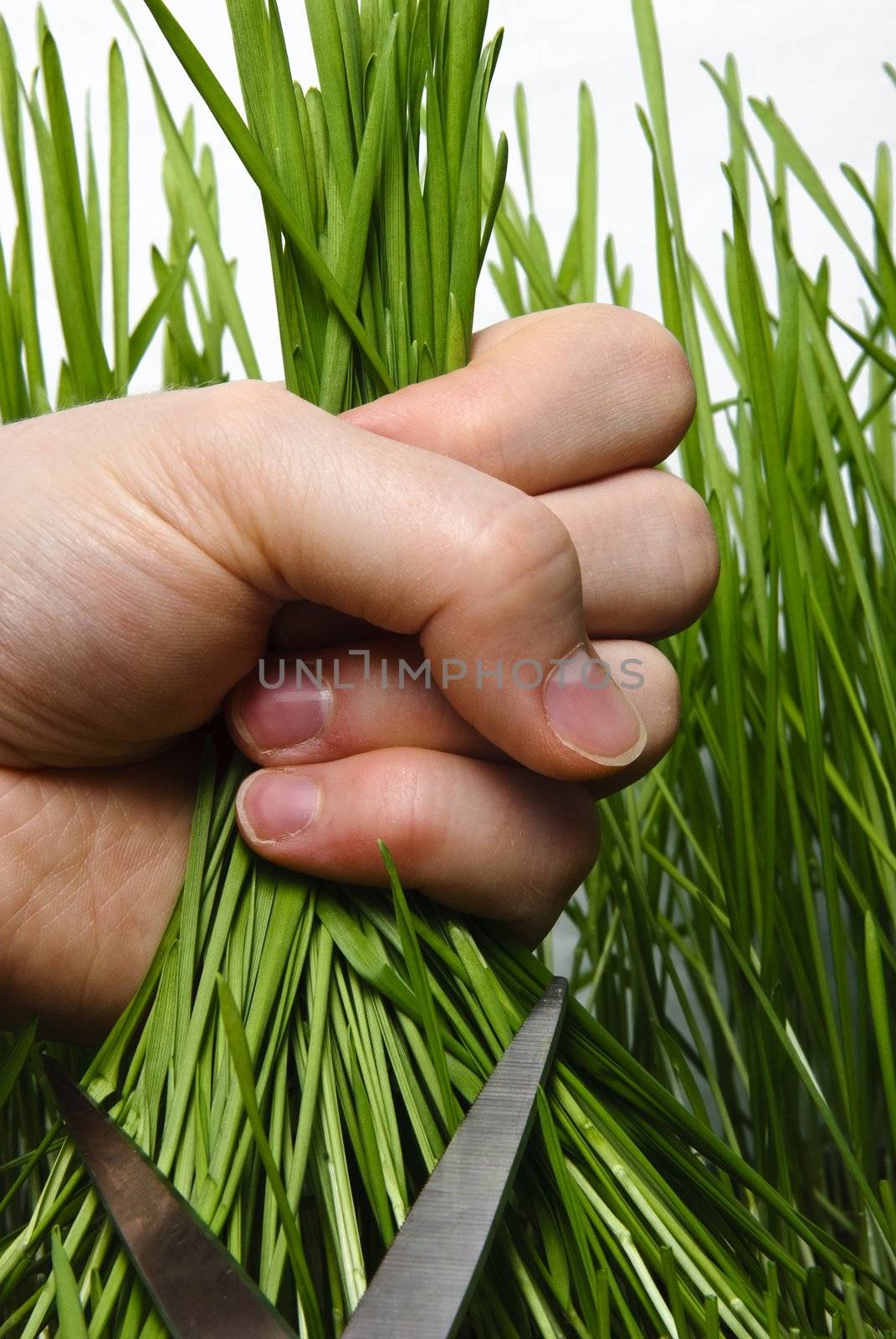 Cutting wheat shoot with scissors. by signum
