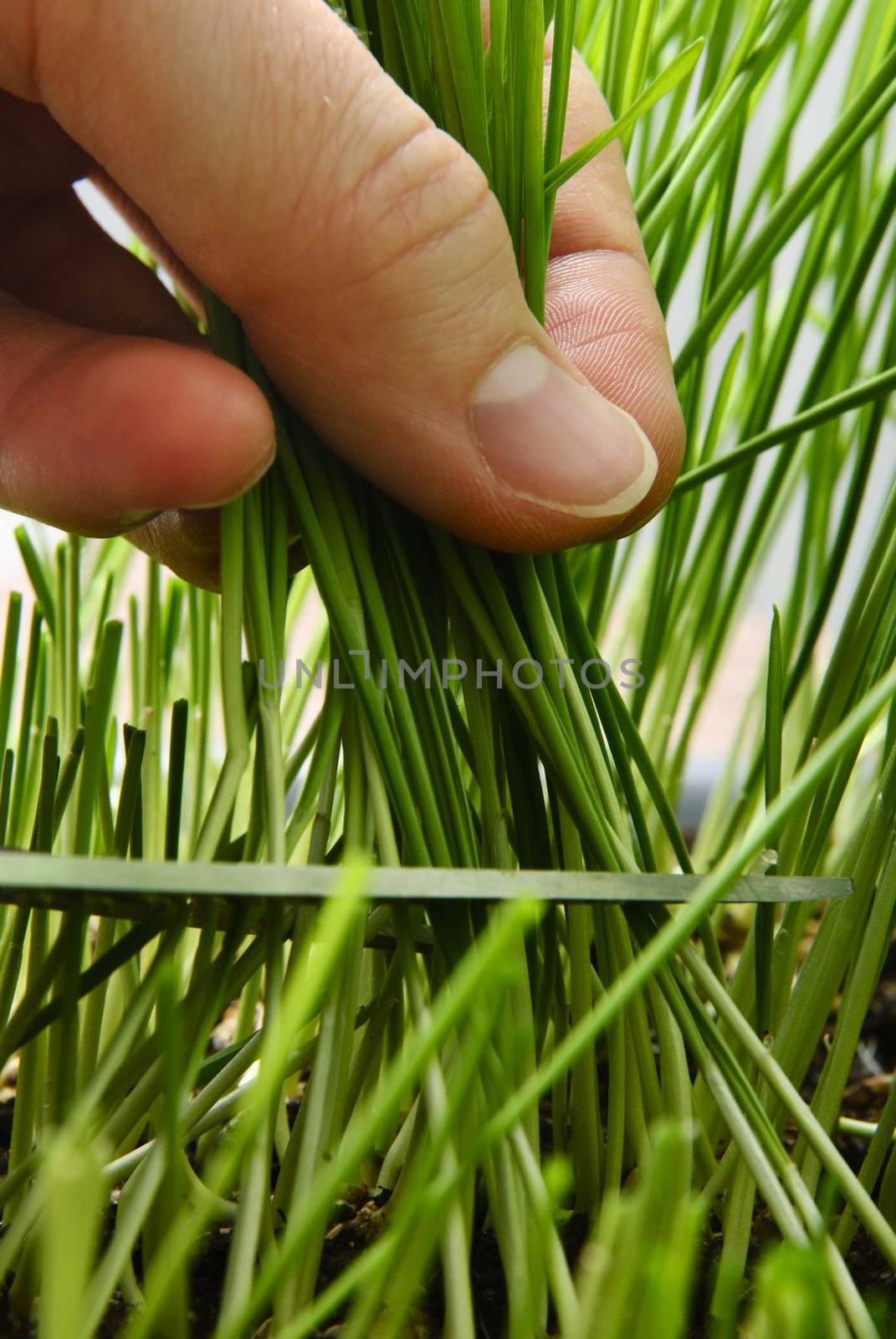 Cutting wheat with scissors