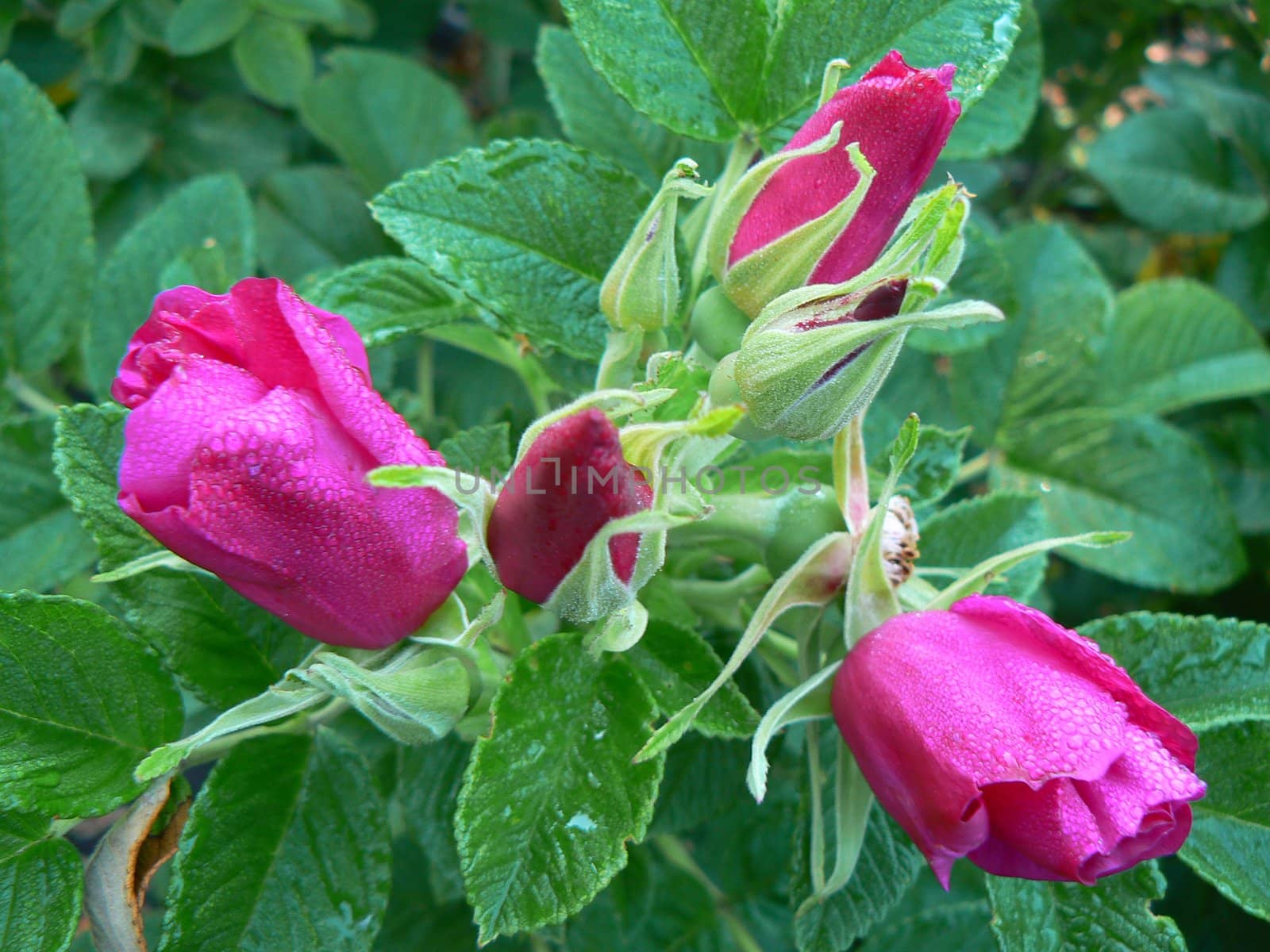 Red Rose in garden close up