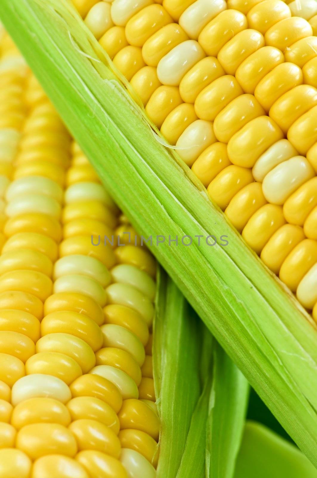 Ears of fresh corn with husks close up