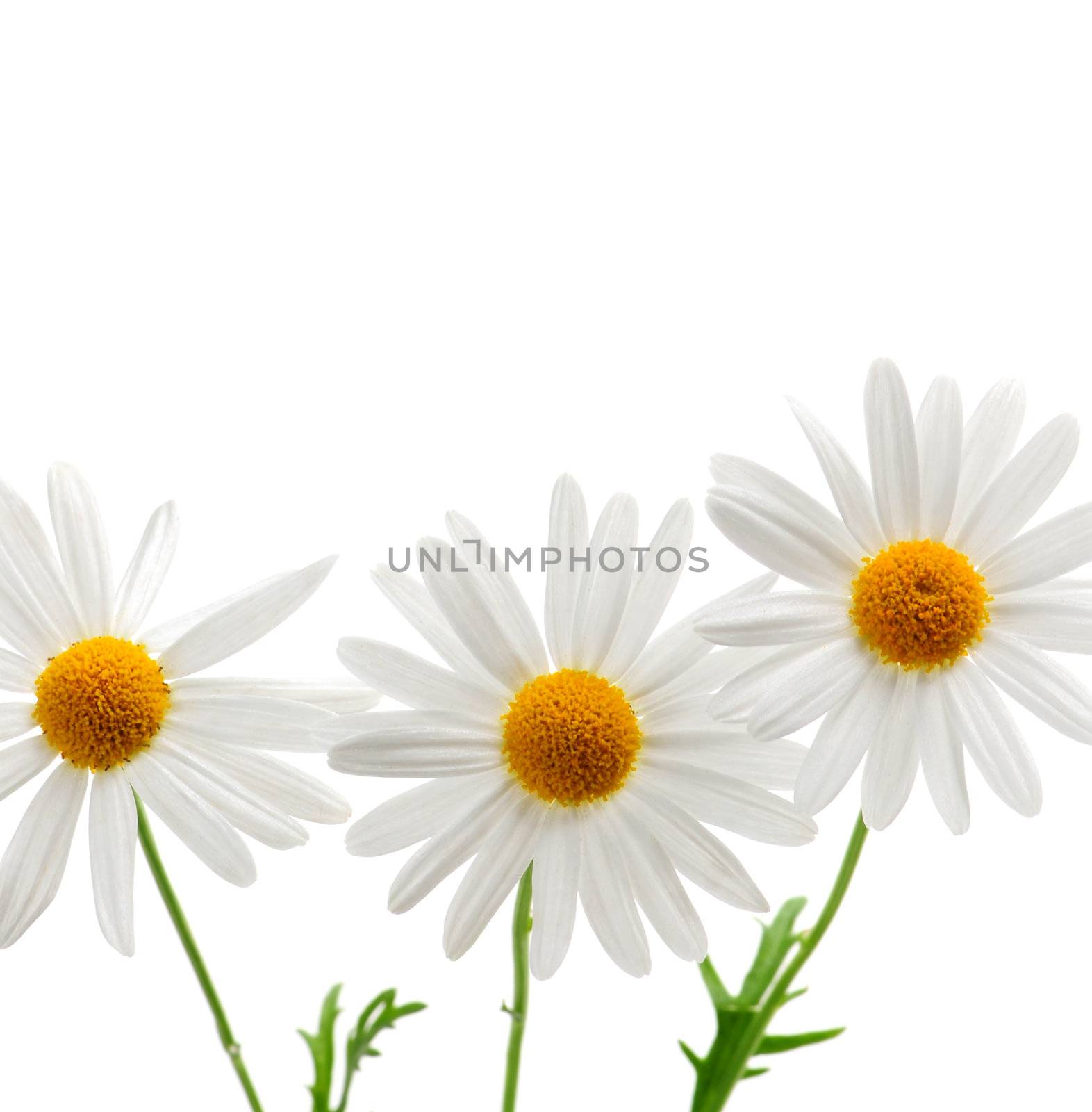 Daisy flowers isolated on white background