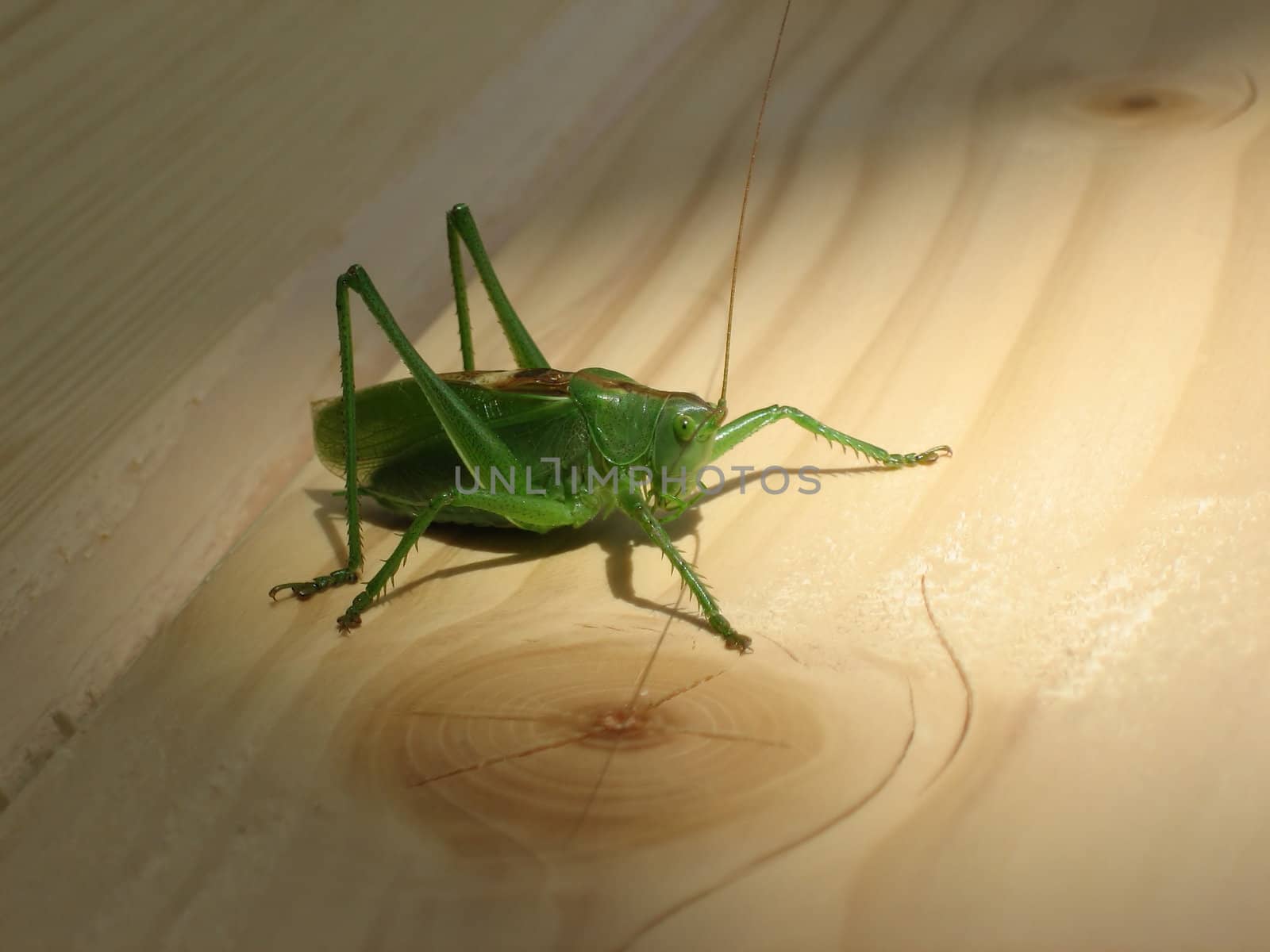 Grasshopper sitting on a wood