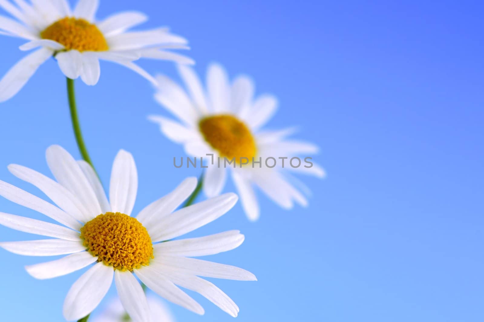Daisy flowers macro on light blue background