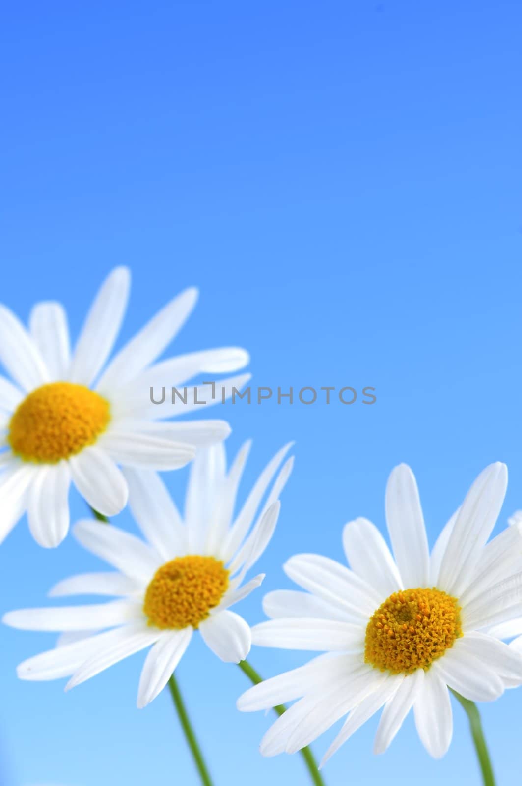 Daisy flowers on blue background by elenathewise