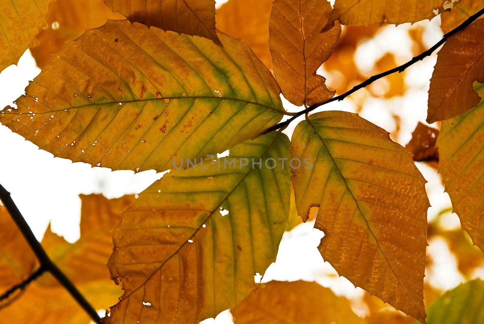 Autumn leaves of bright fall colors close up