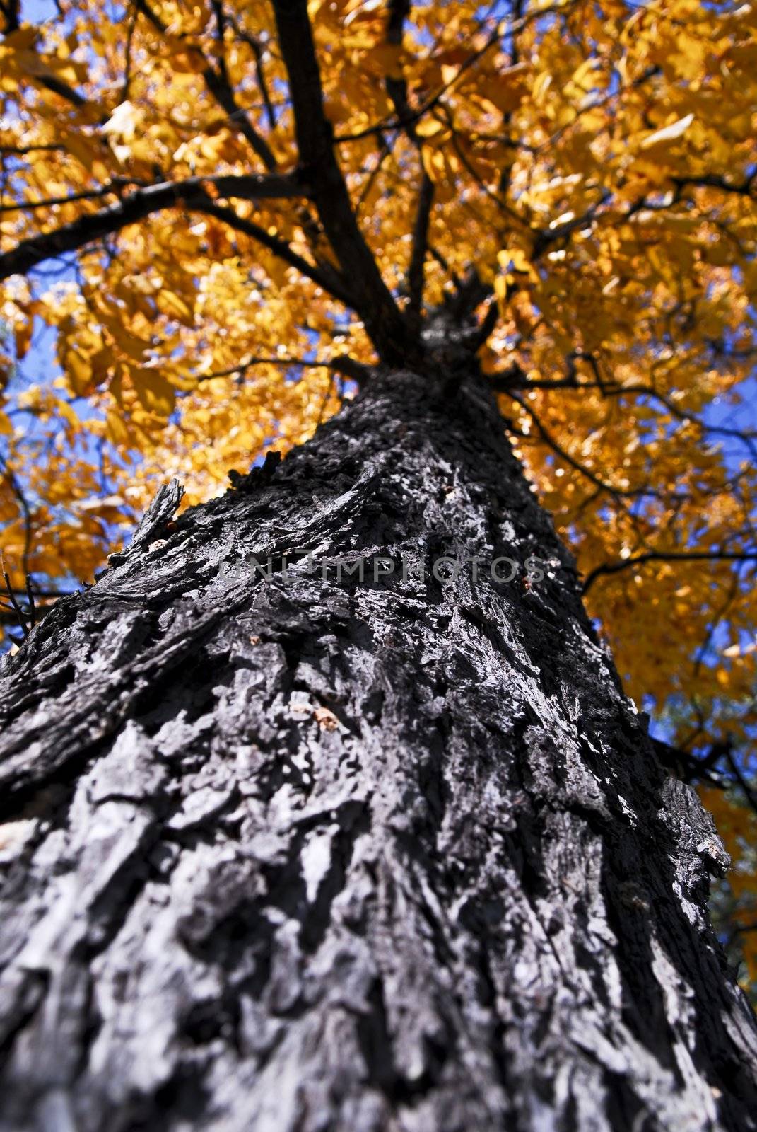 Big autumn tree in fall park by elenathewise