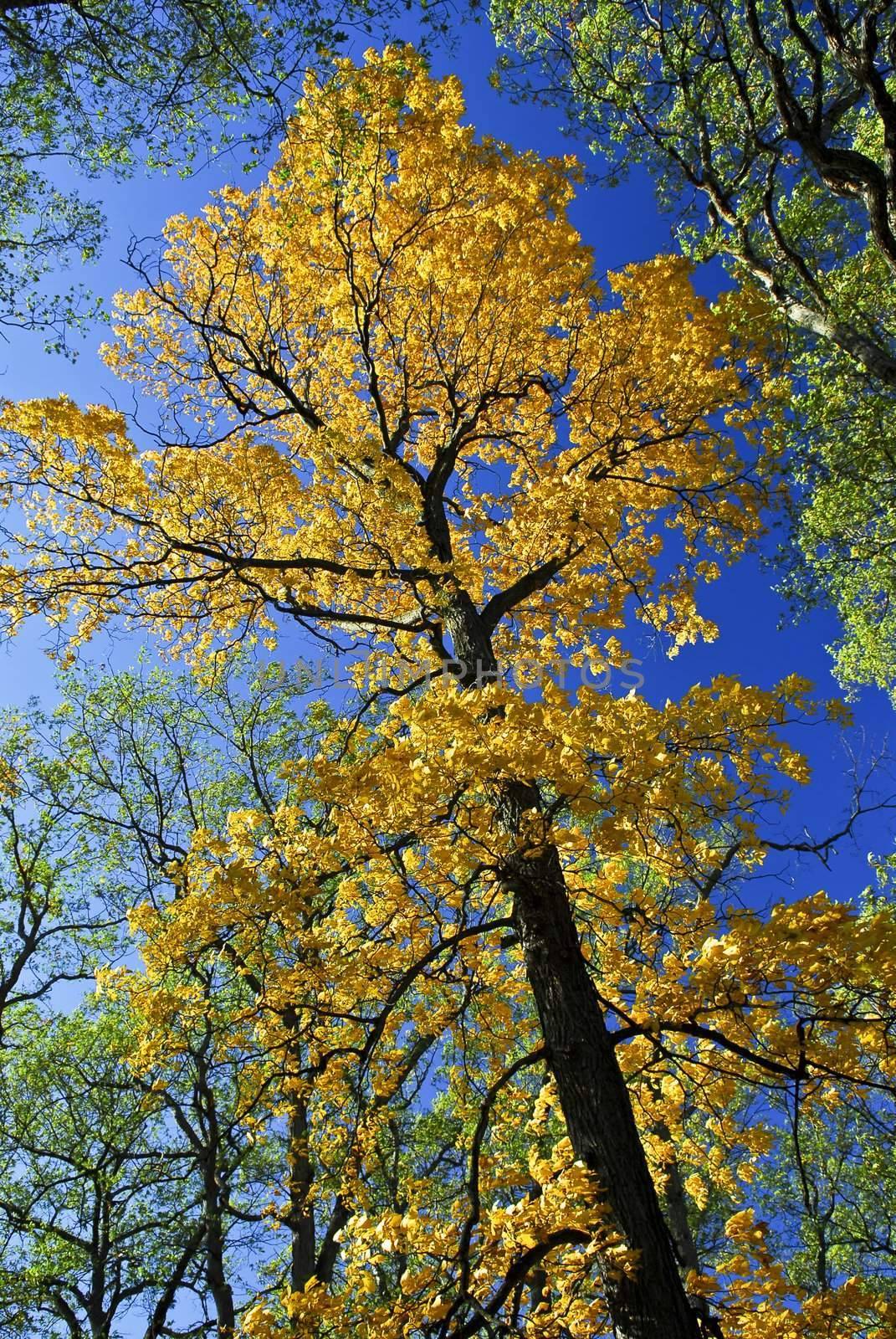 Big autumn tree in fall park by elenathewise