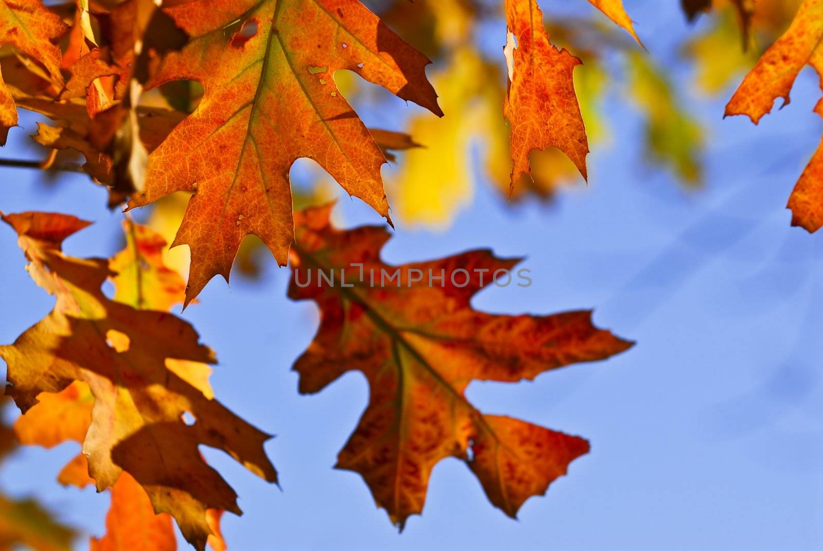 Autumn oak leaves of bright fall colors close up