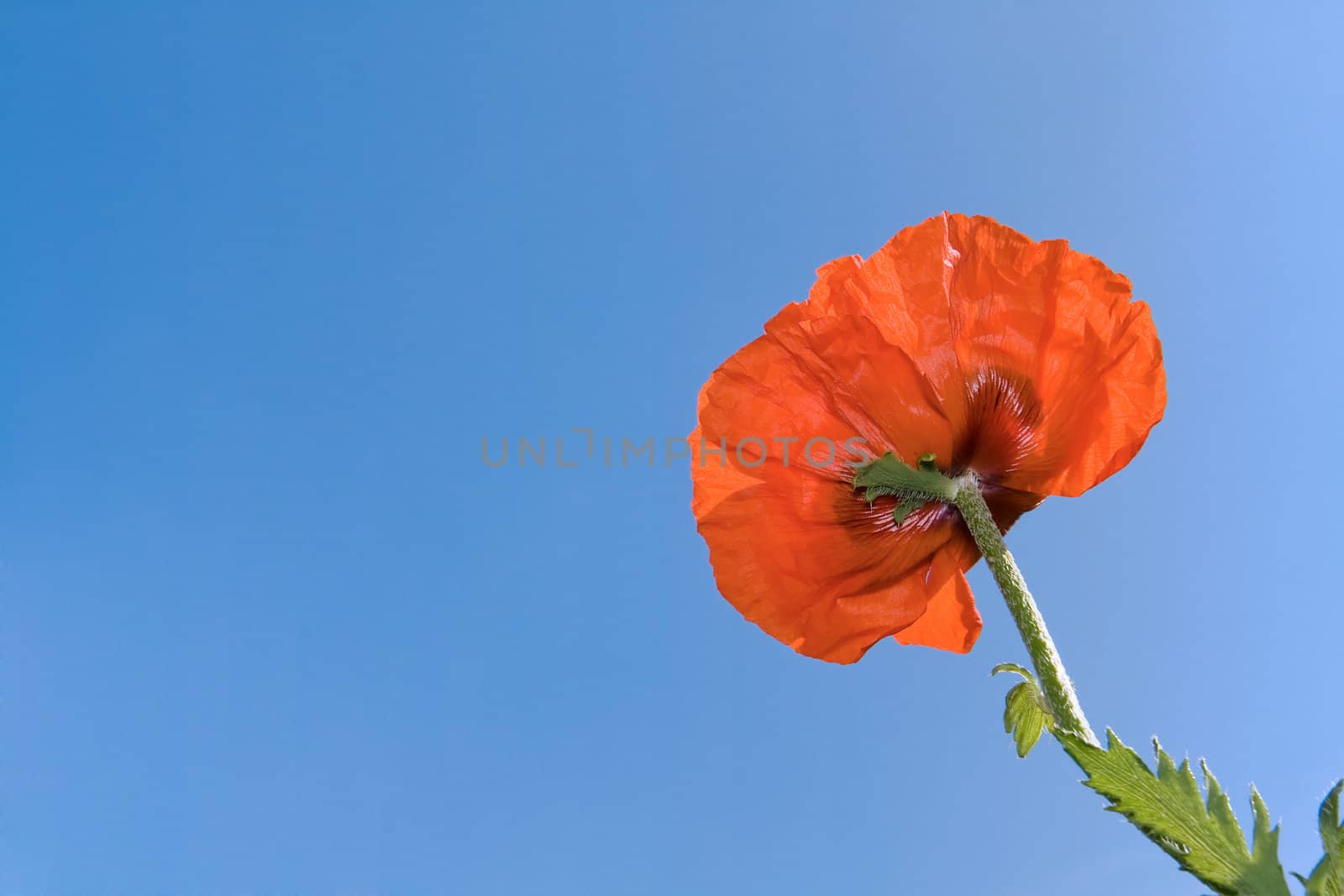 Beautiful red poppy against clear blue sky