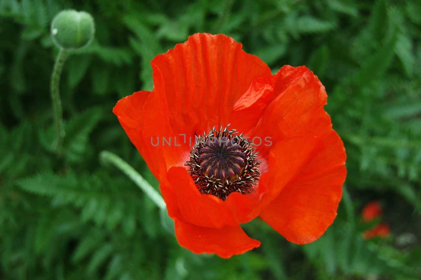 Red poppy by Angel_a