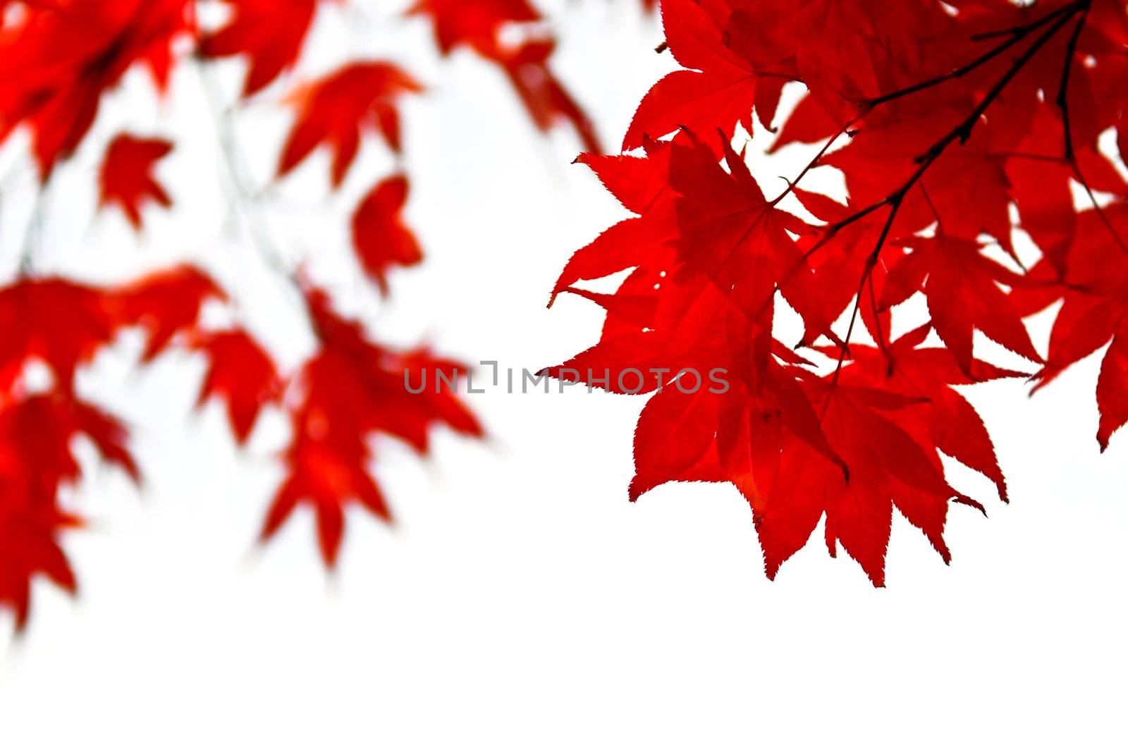 Fall leaves background by elenathewise