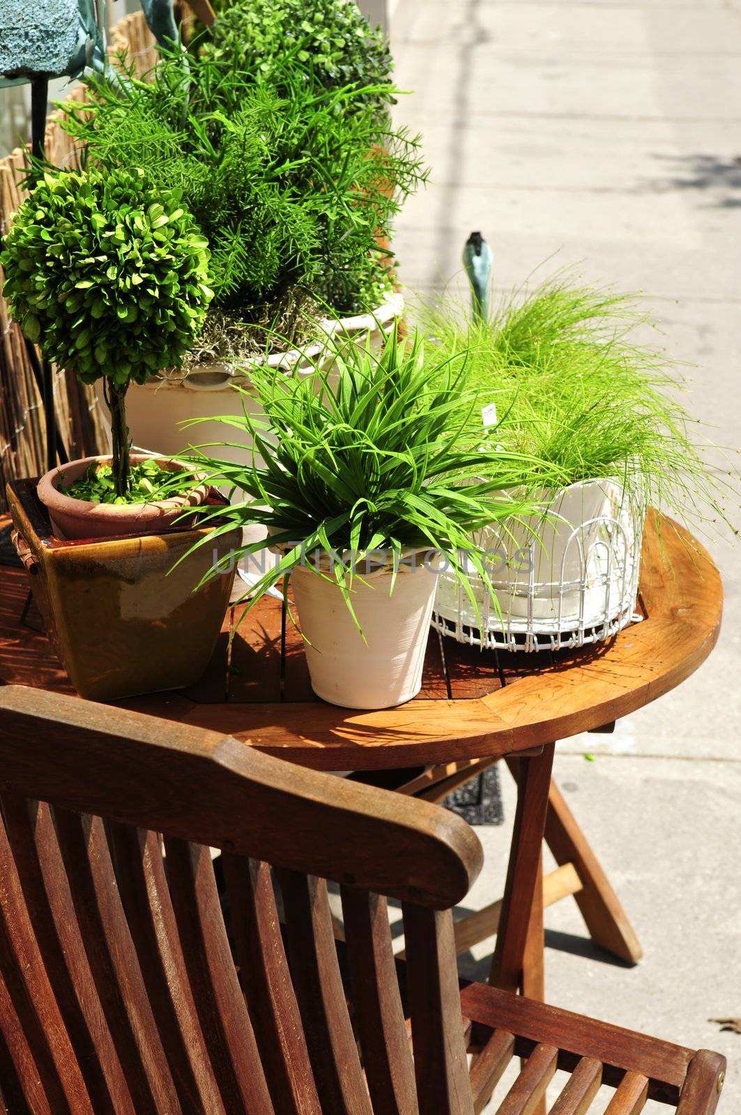 Potted green plants on wooden patio table