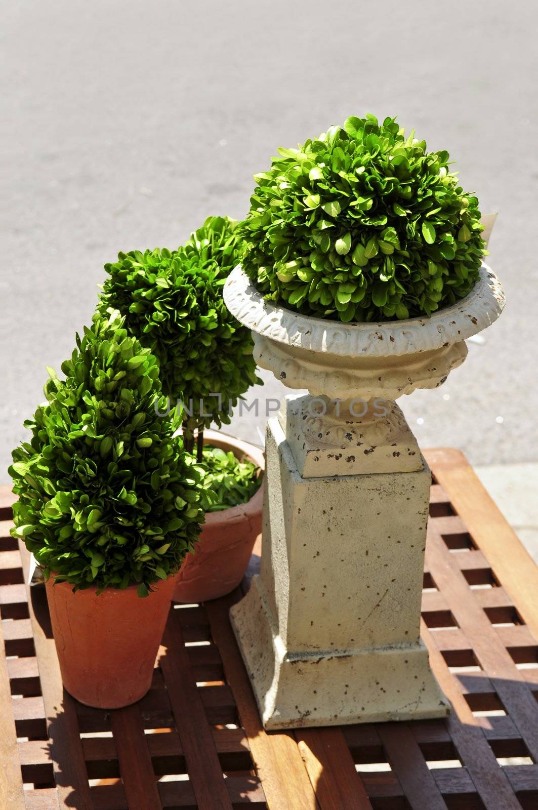 Potted green plants on wooden patio table