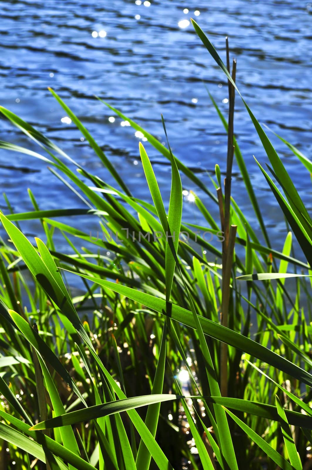 Natural background of green reeds at water edge