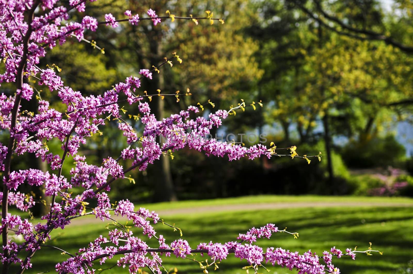 Blooming cherry tree in a spring park
