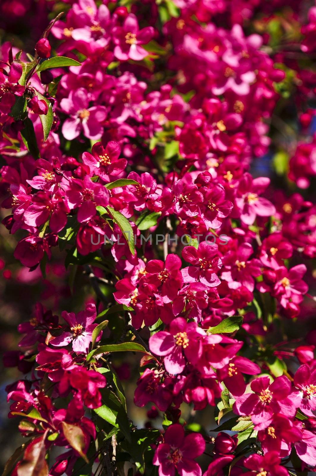 Bright pink apple tree blossom close up