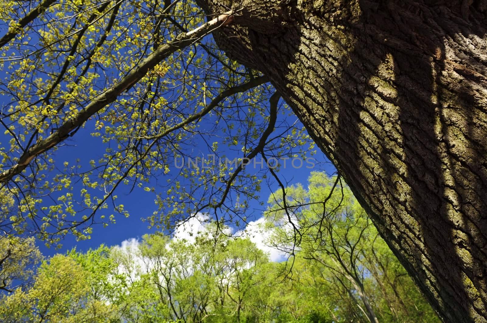 Spring tree with young foliage and blue sky