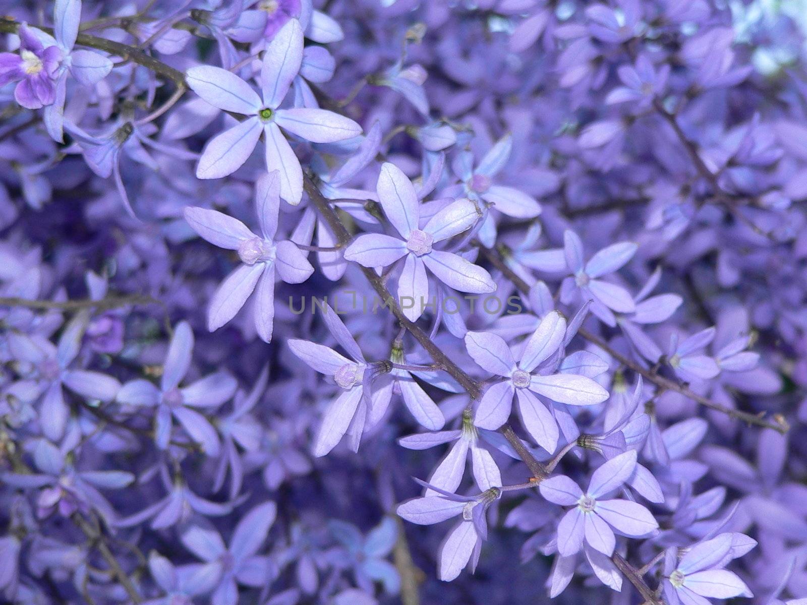 Purple flowers by Luciernaga