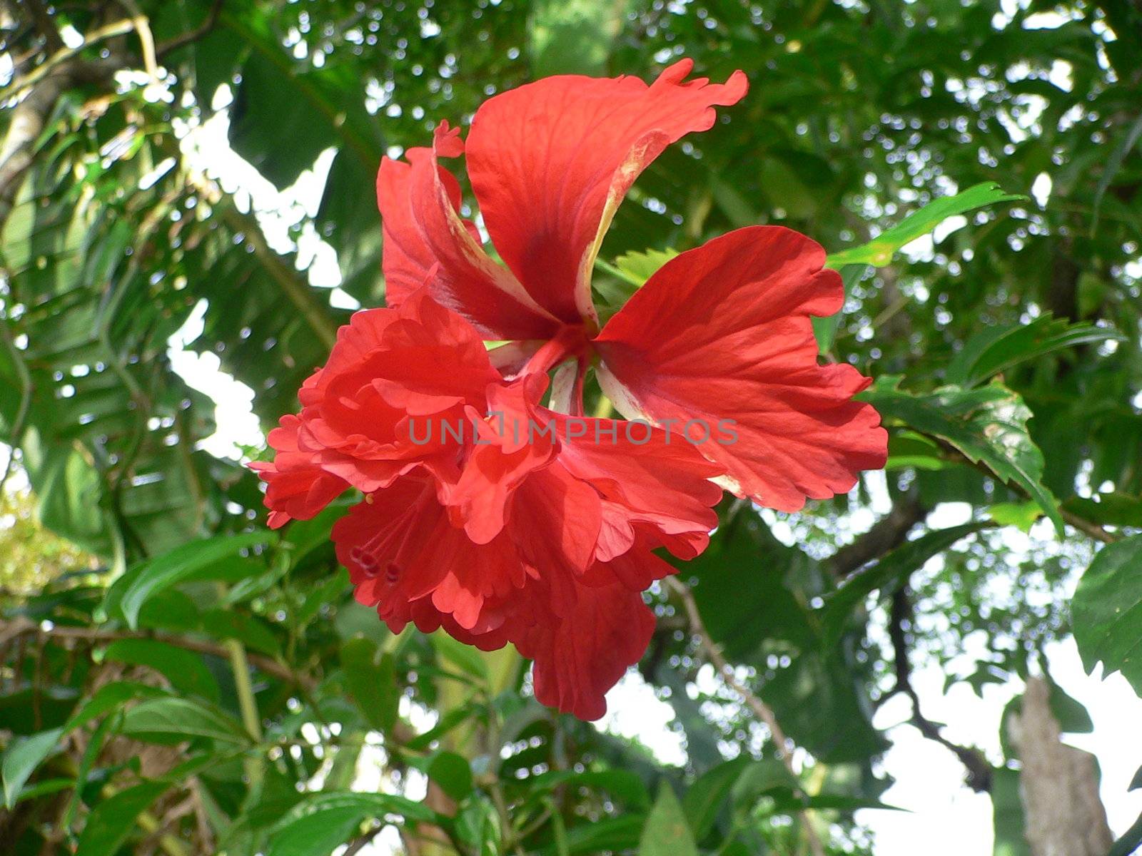 Red hibiscus flower