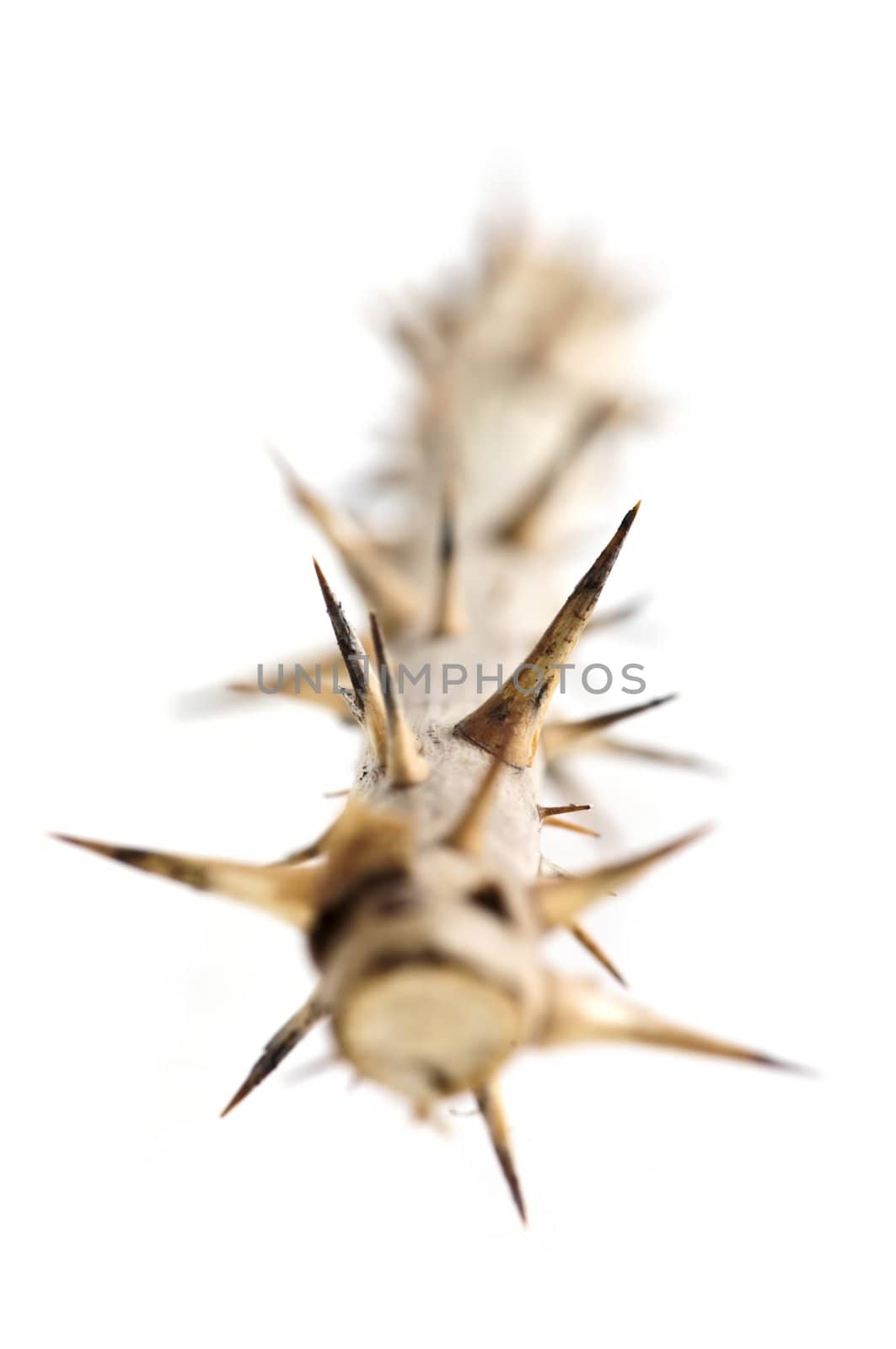 Rose branch with thorns isolated on white background