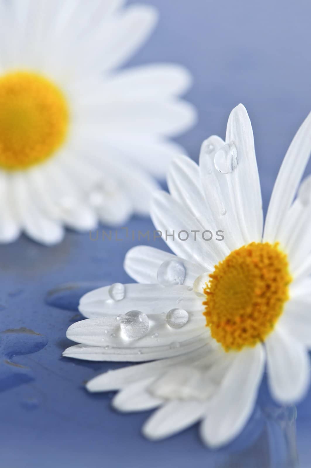 White daisy flowers close up with water drops