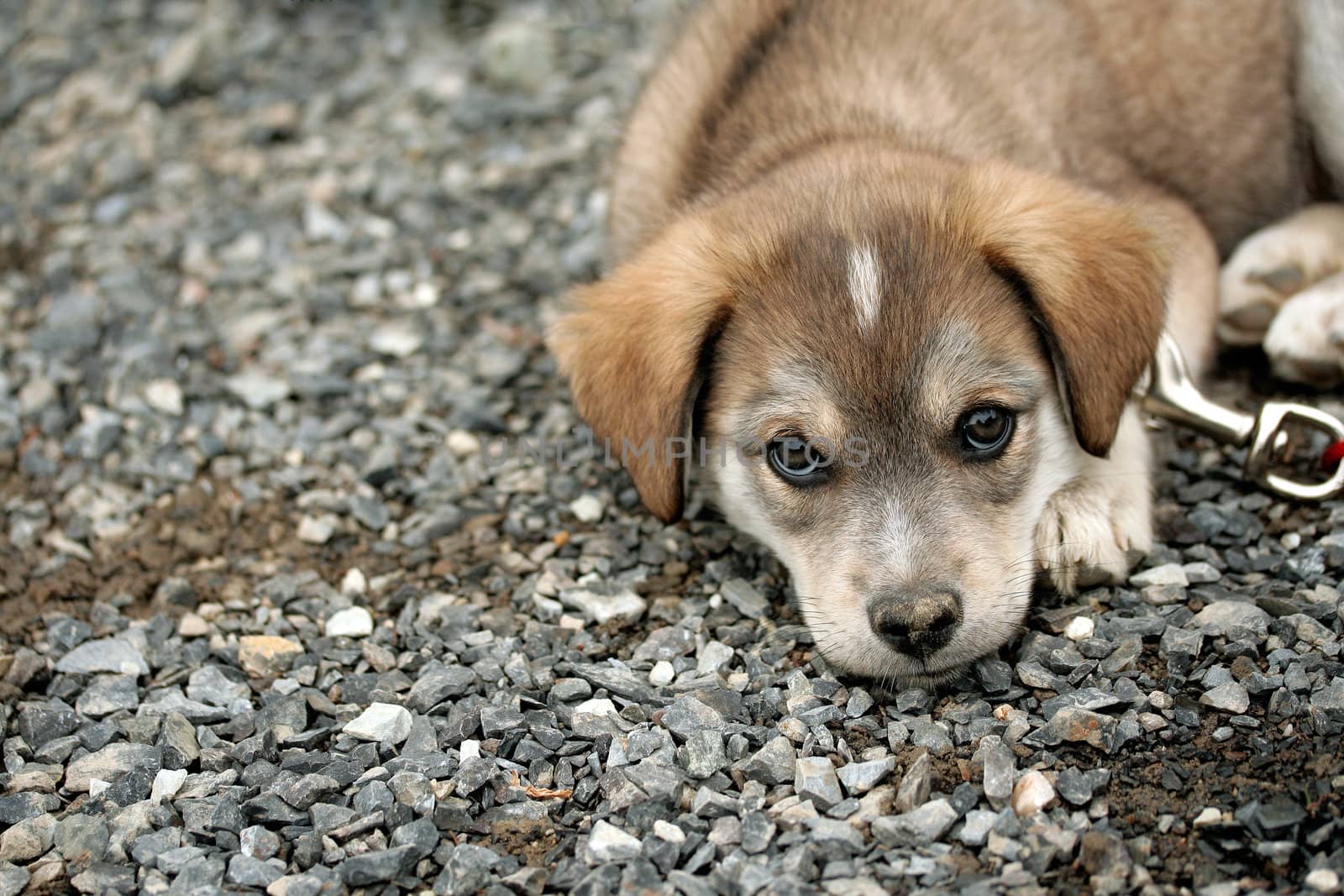 Sad puppy by Hbak