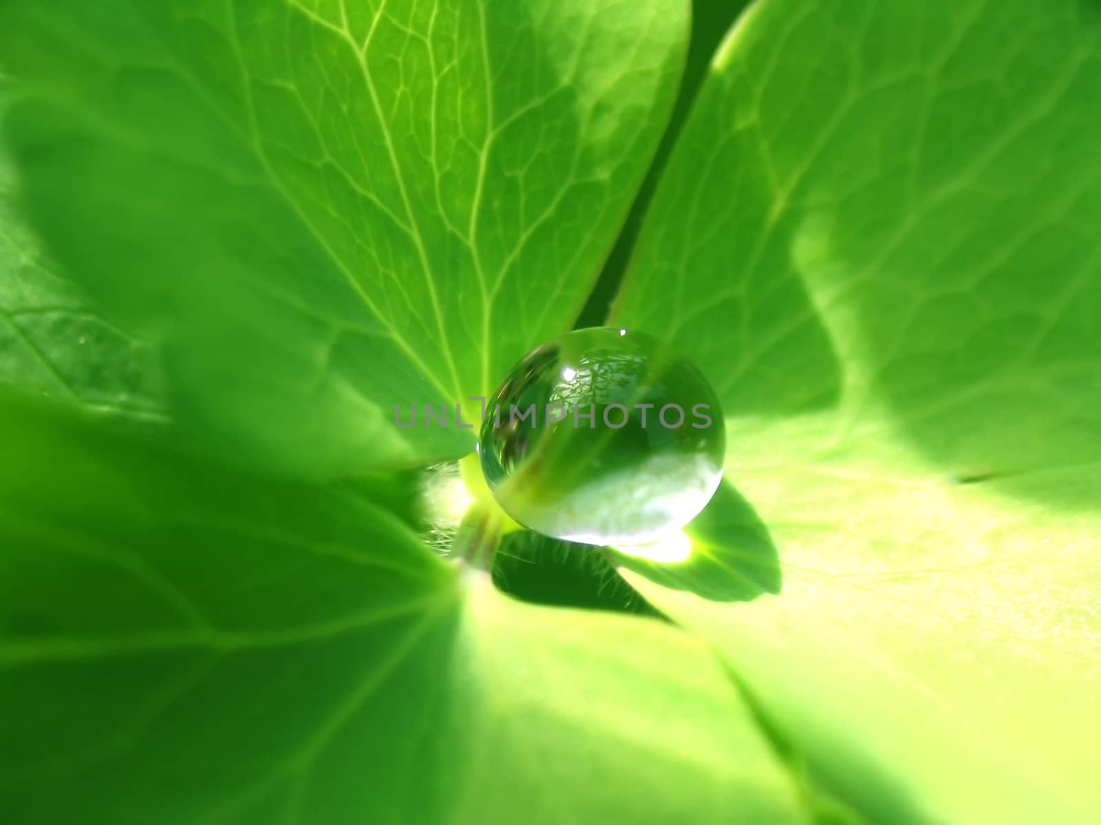 Close-up view on a rain drop on a green leaf