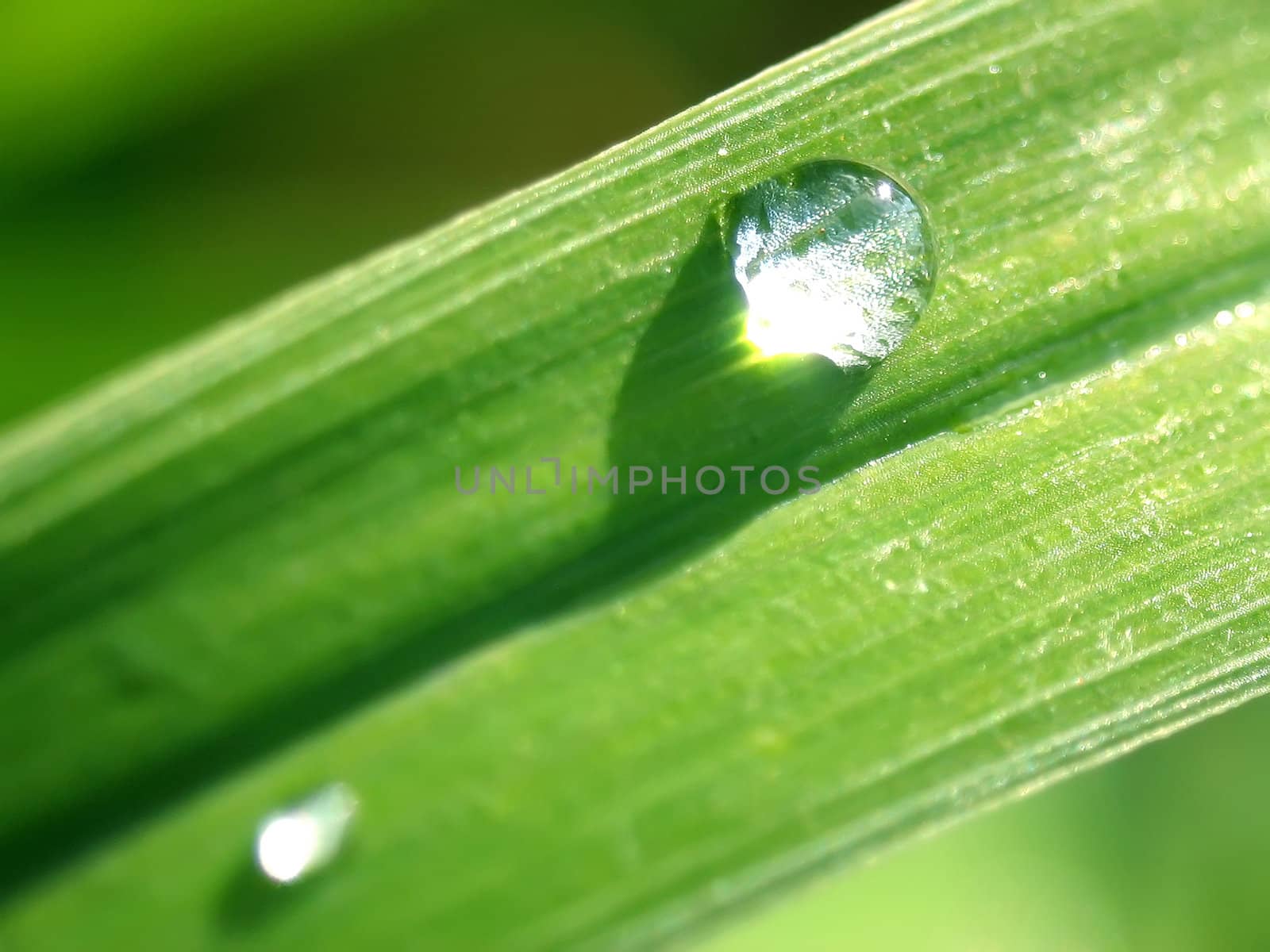 Diagonal close-up view on two rain drops on a blade of grass