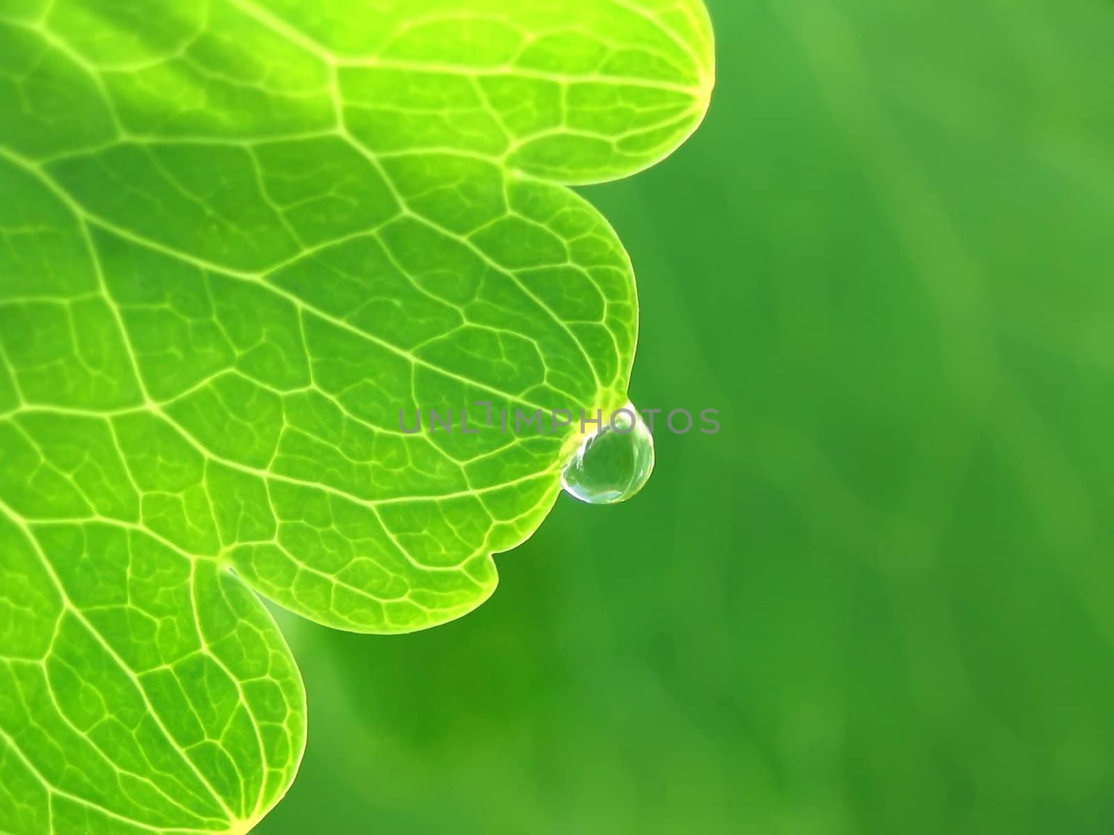 Drop of water on a green leaf. Close-up view.