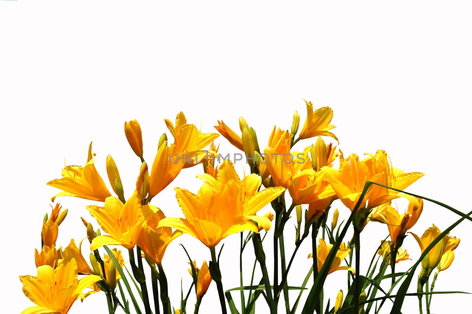 Mass flowering yellow daylilys.isolated