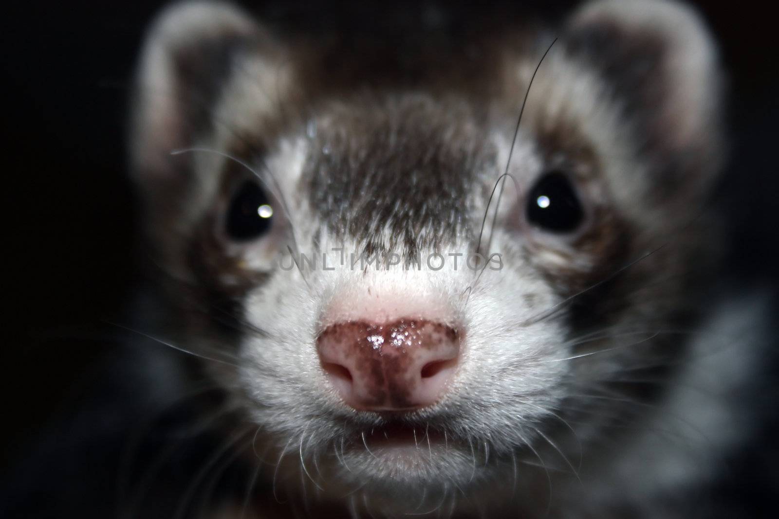 close up of an adorable ferret's face
