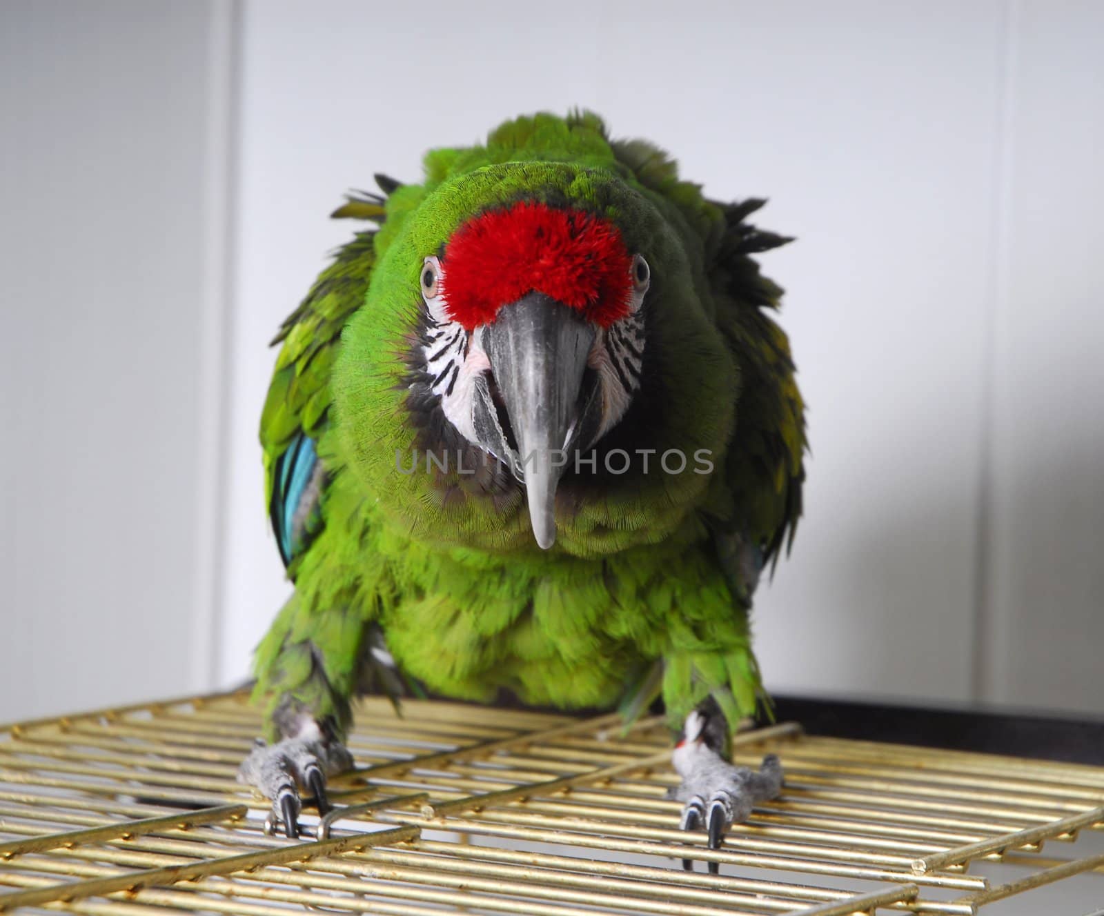 aggressive bright parrot sit on his cage